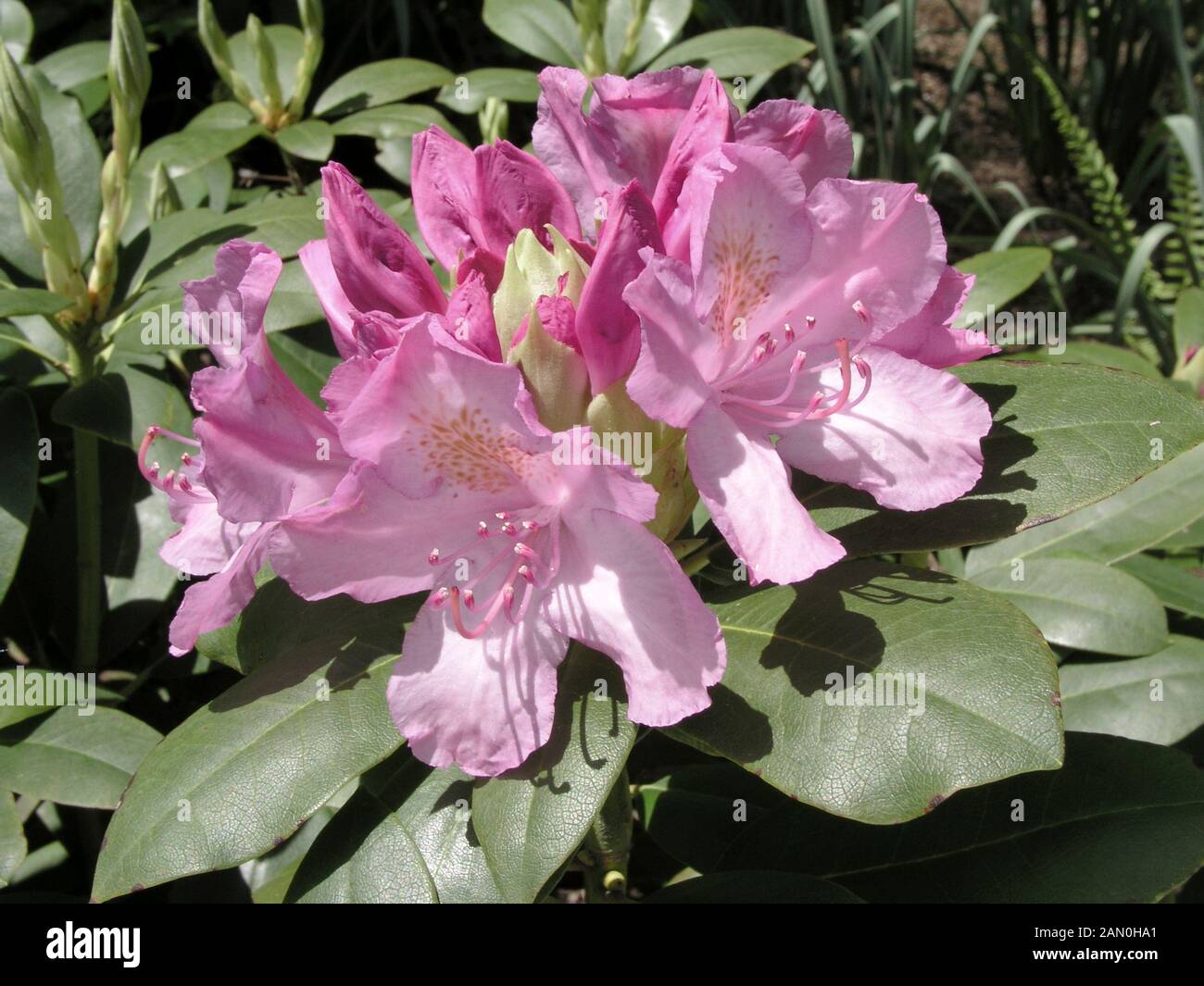 RHODODENDRON ROSEUM ELEGANS Stock Photo