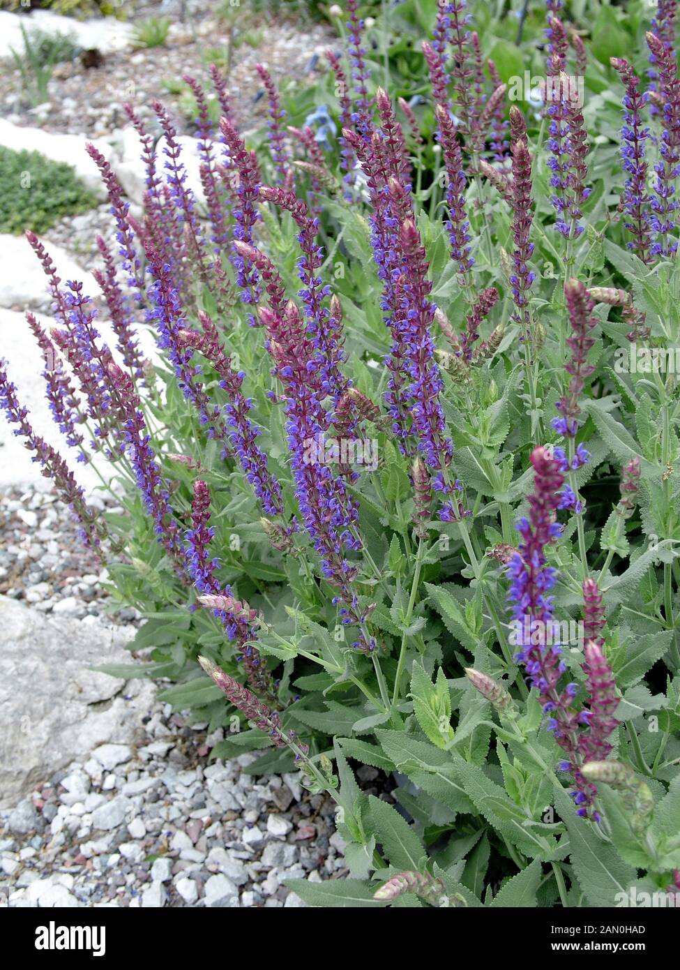 Salvia sylvestris may night hi-res stock photography and images - Alamy
