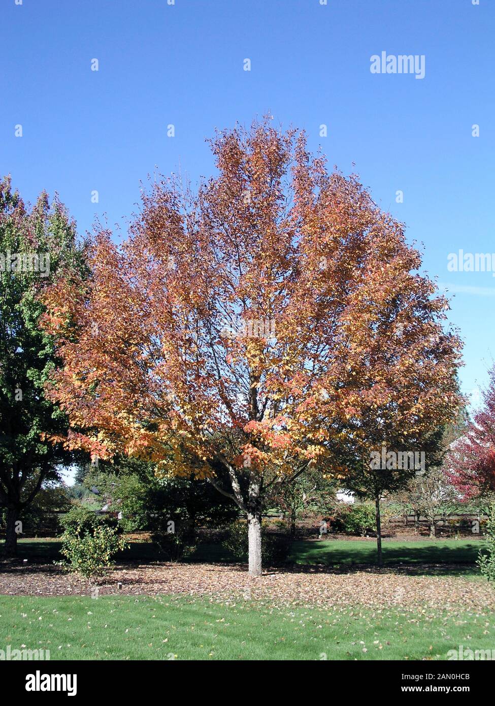 ACER RUBRUM NORTHWOOD Stock Photo Alamy