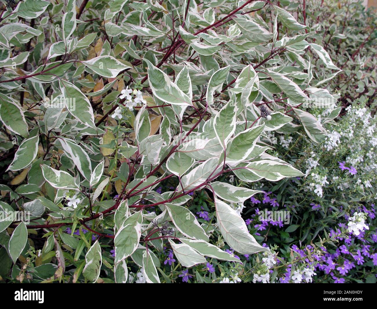 River Valley Cultivators Plant Of The Week Dogwood Cornus