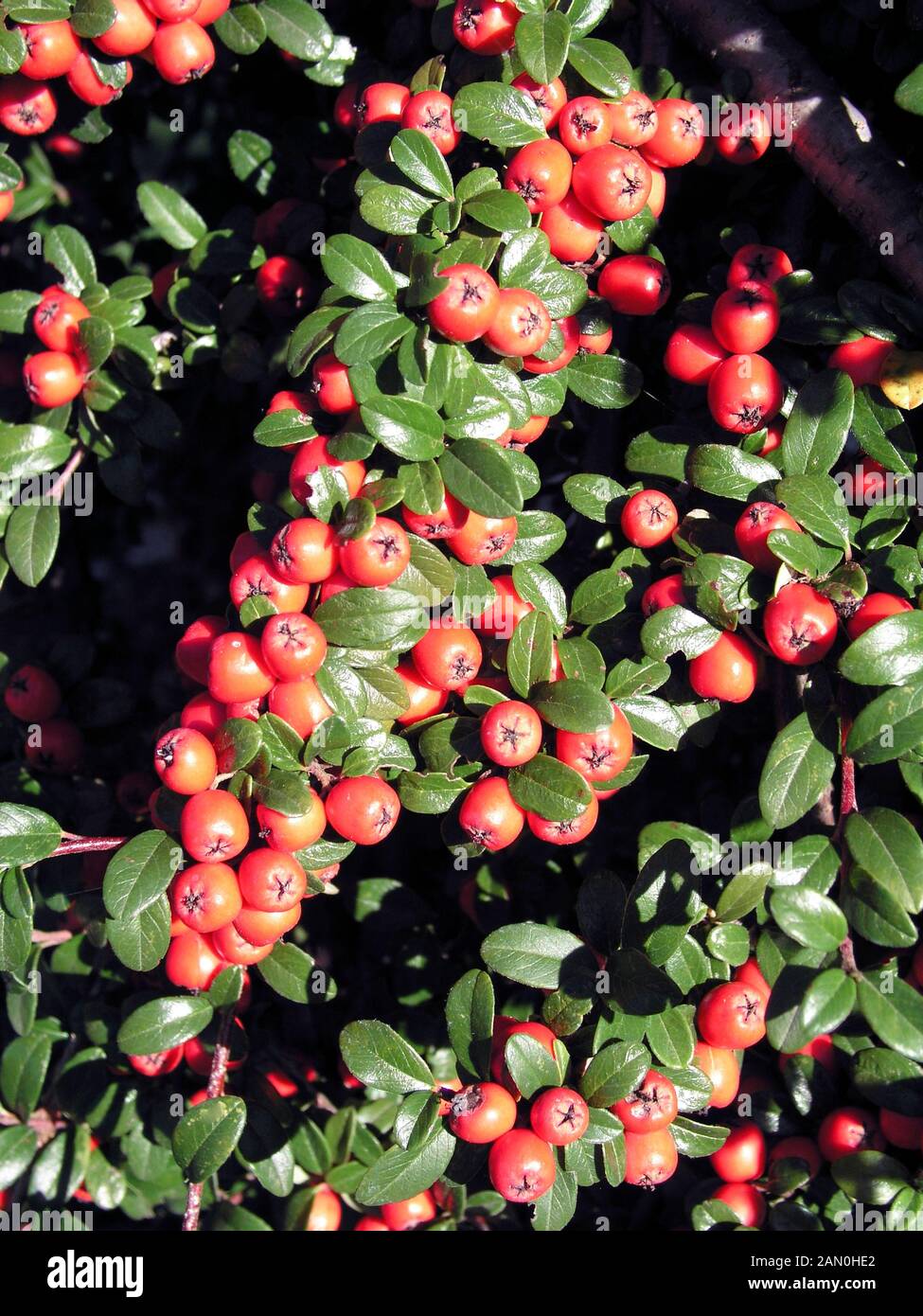 COTONEASTER DAMMERI CORAL BEAUTY Stock Photo