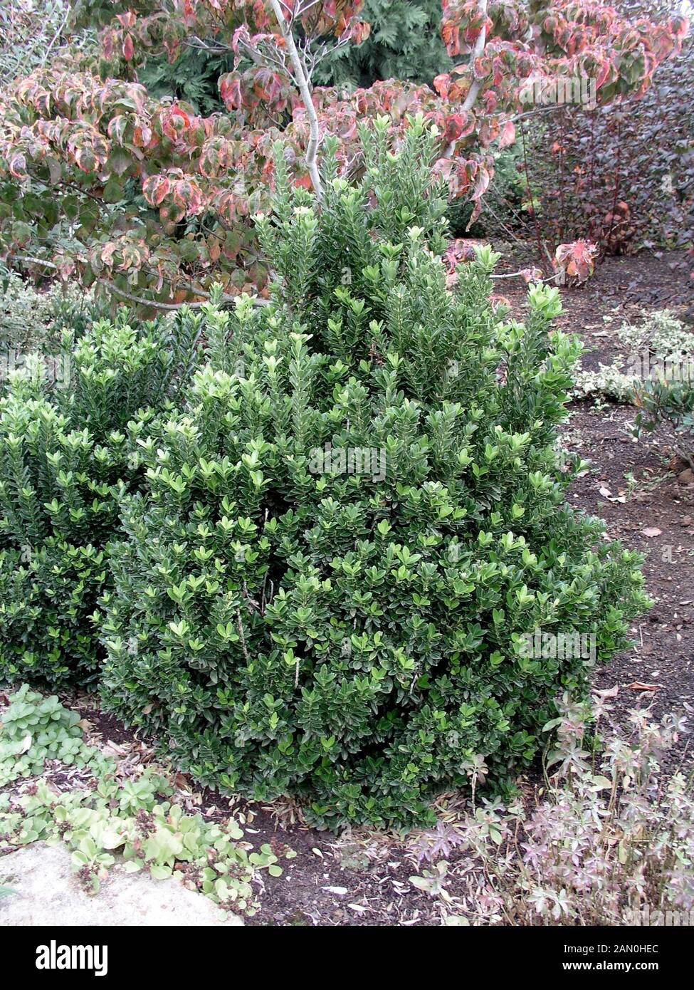 EUONYMUS JAPONICA MICROPHYLLA Stock Photo