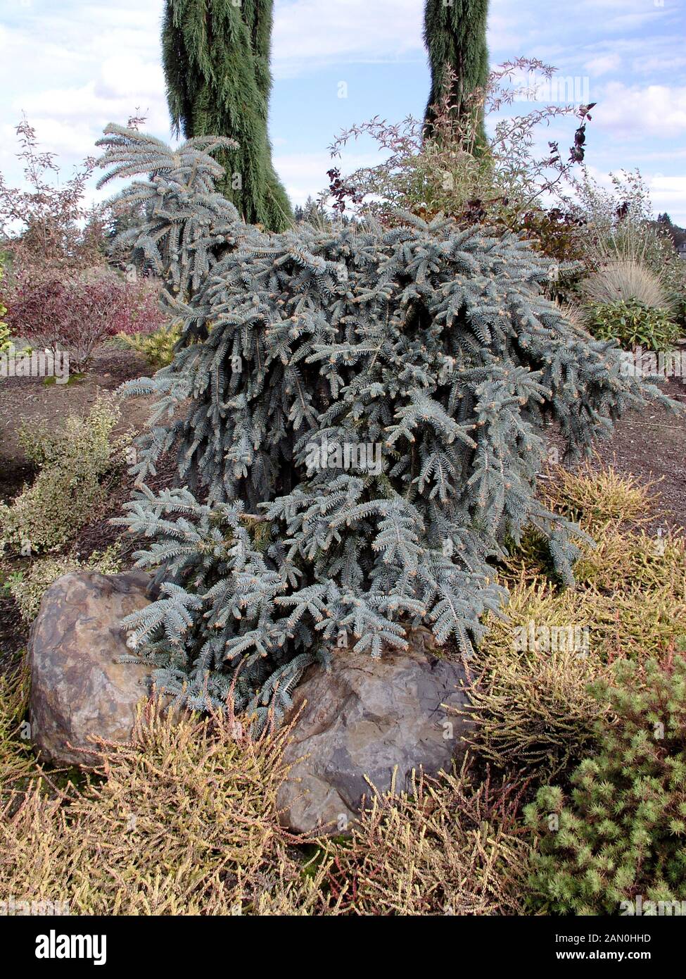 PICEA PUNGENS THE BLUES Stock Photo