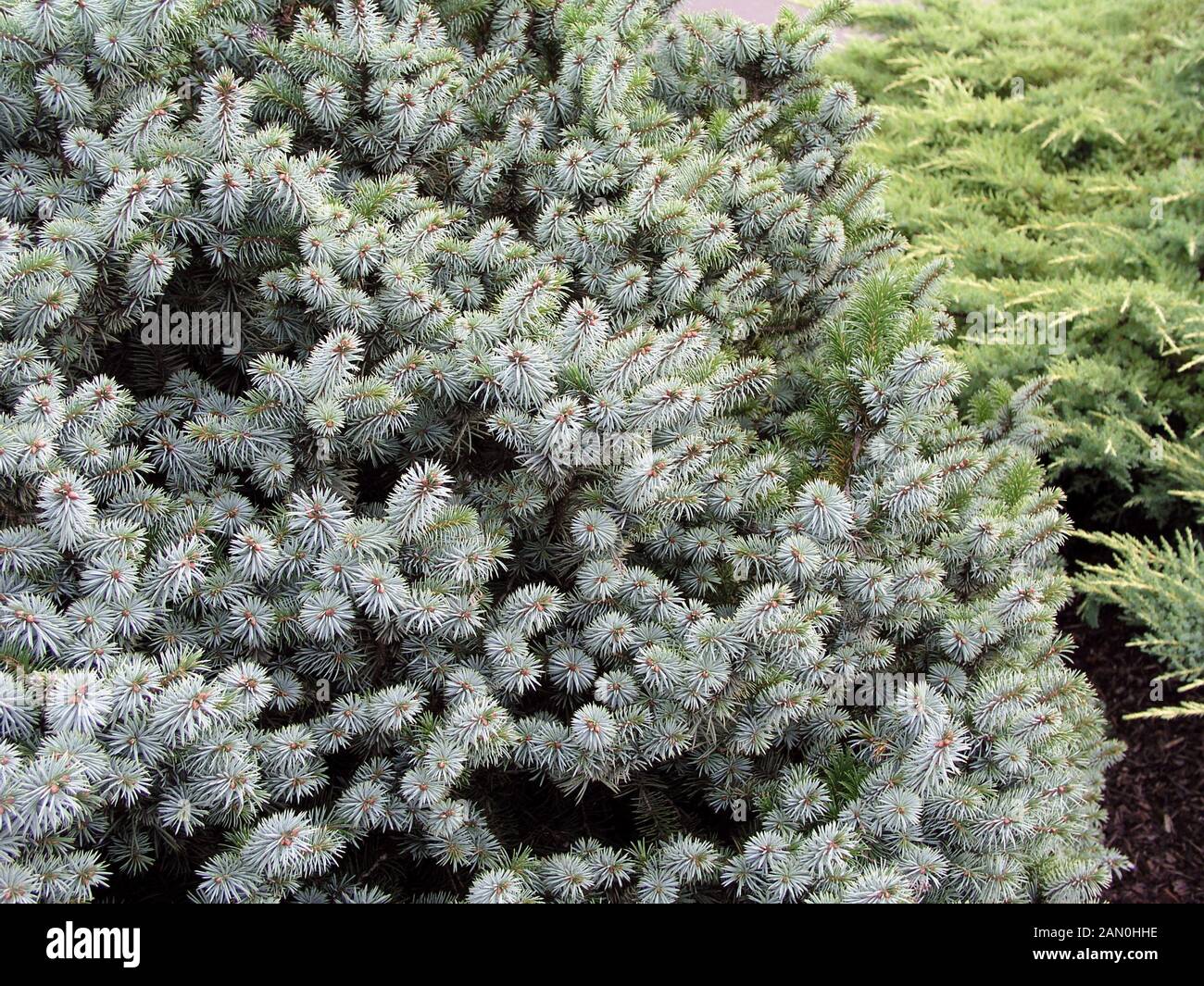 PICEA SITCHENSIS PAPOOSE Stock Photo
