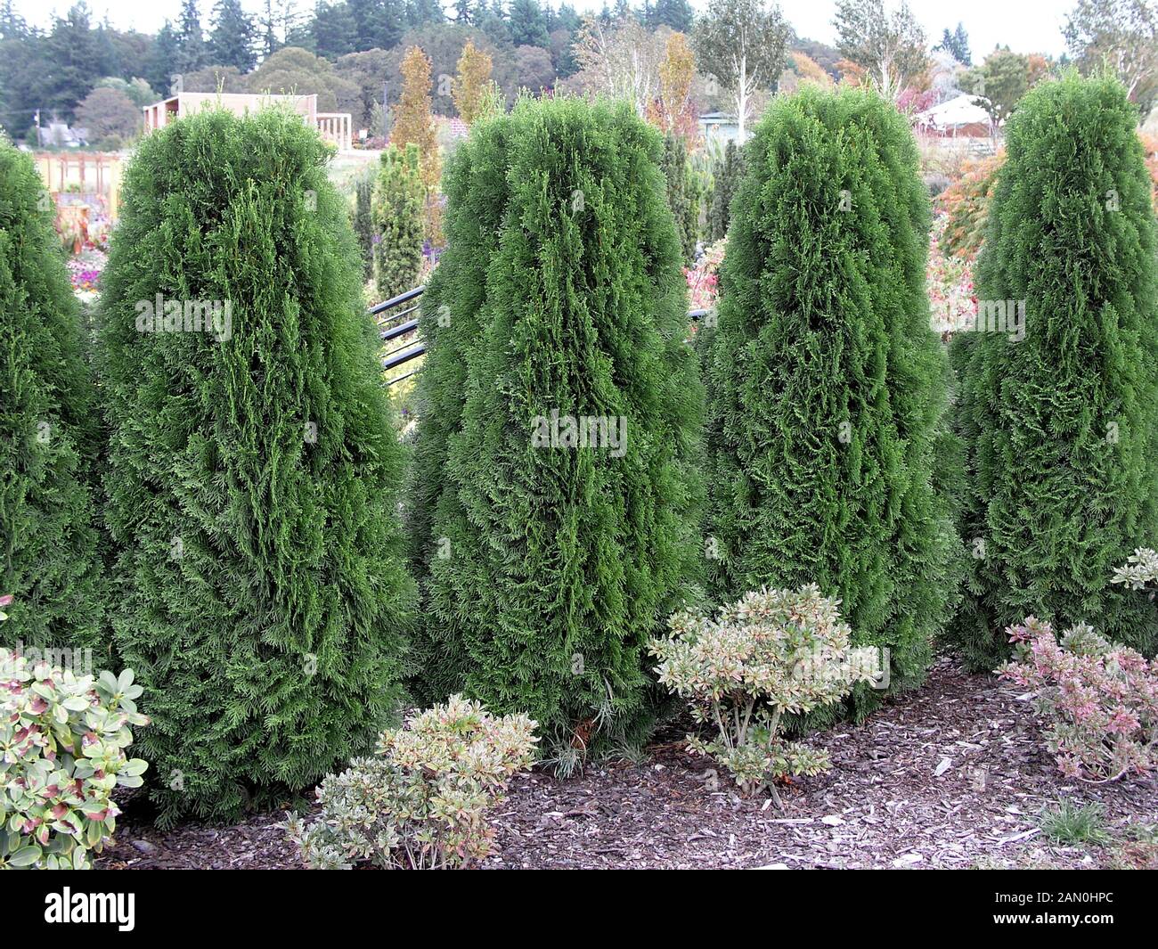 THUJA OCCIDENTALIS HEDGE Stock Photo - Alamy