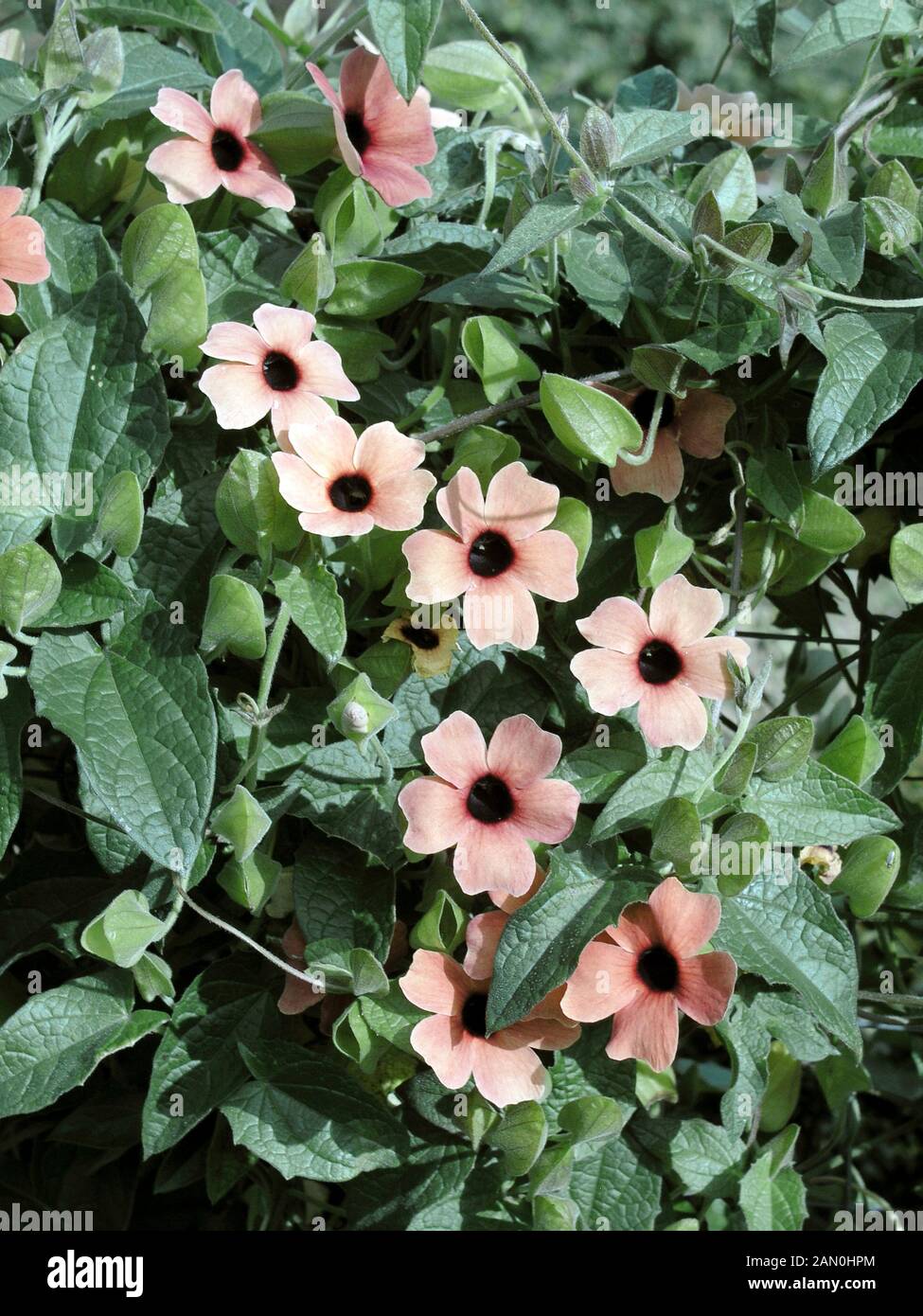 THUNBERGIA ALATA BLUSHING SUSIE Stock Photo Alamy