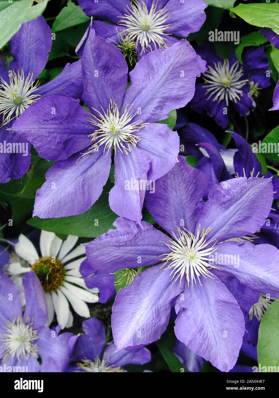 CLEMATIS LADY BETTY BALFOUR Stock Photo