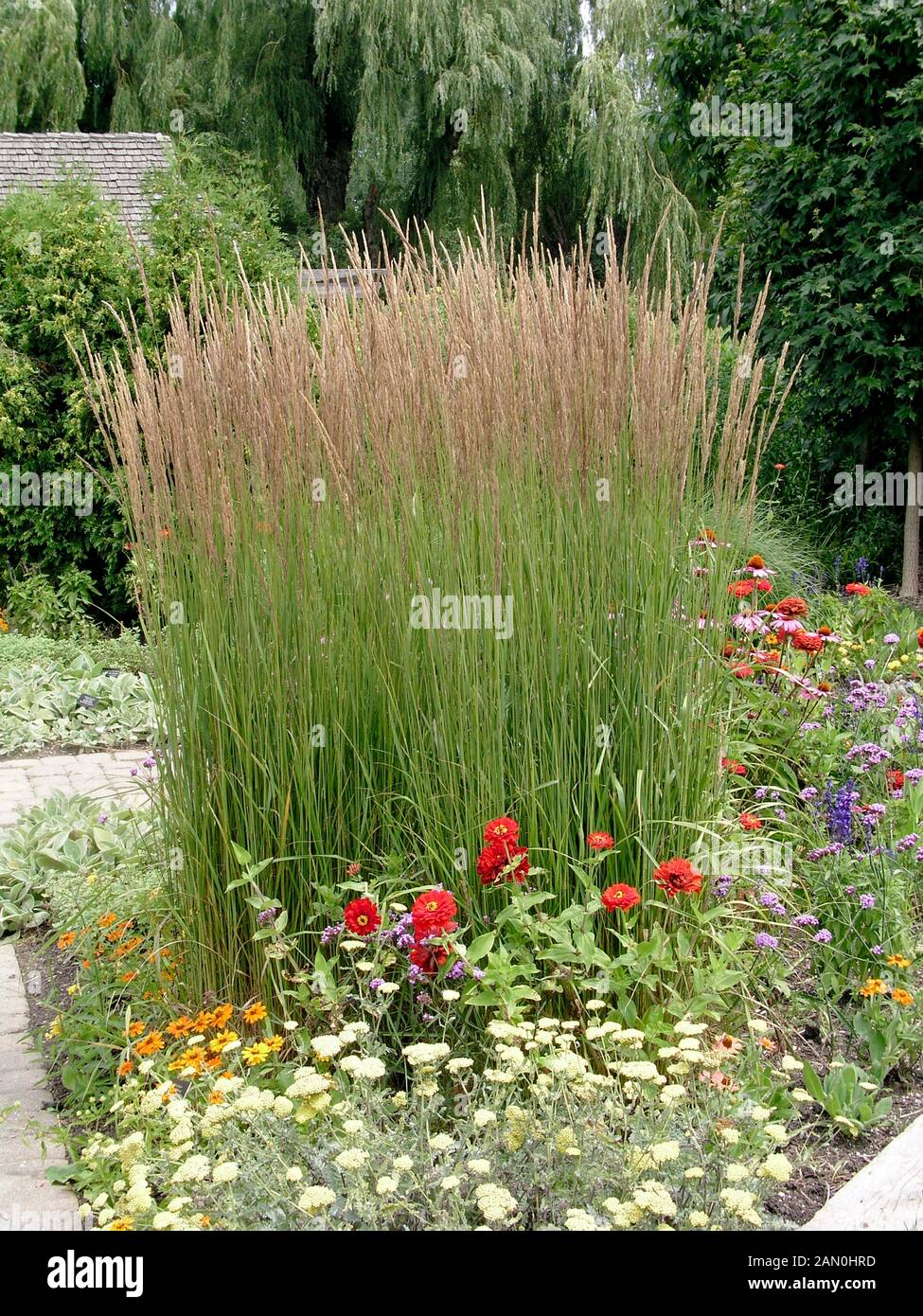 CALAMAGROSTIS ACUTIFLORA KARL FOERSTER Stock Photo