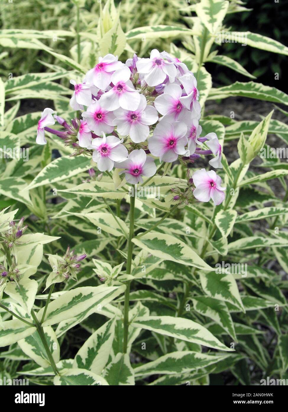 PHLOX PANICULATA FROSTED ELEGANCE Stock Photo