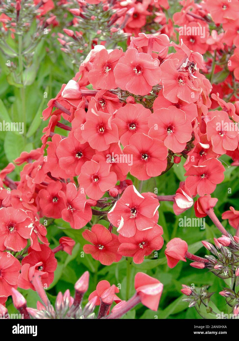 Флокс ред райдинг. Флокс Red riding Hood. Флокс ред райдинг худ. Phlox paniculata Red riding Hood.