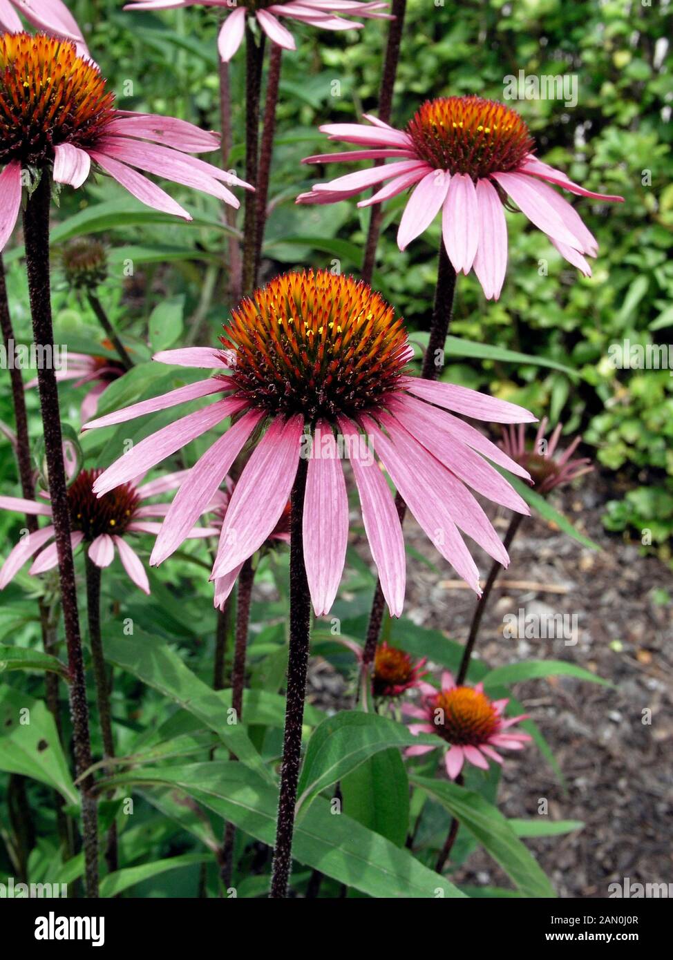 ECHINACEA PURPUREA BRIGHT STAR Stock Photo - Alamy