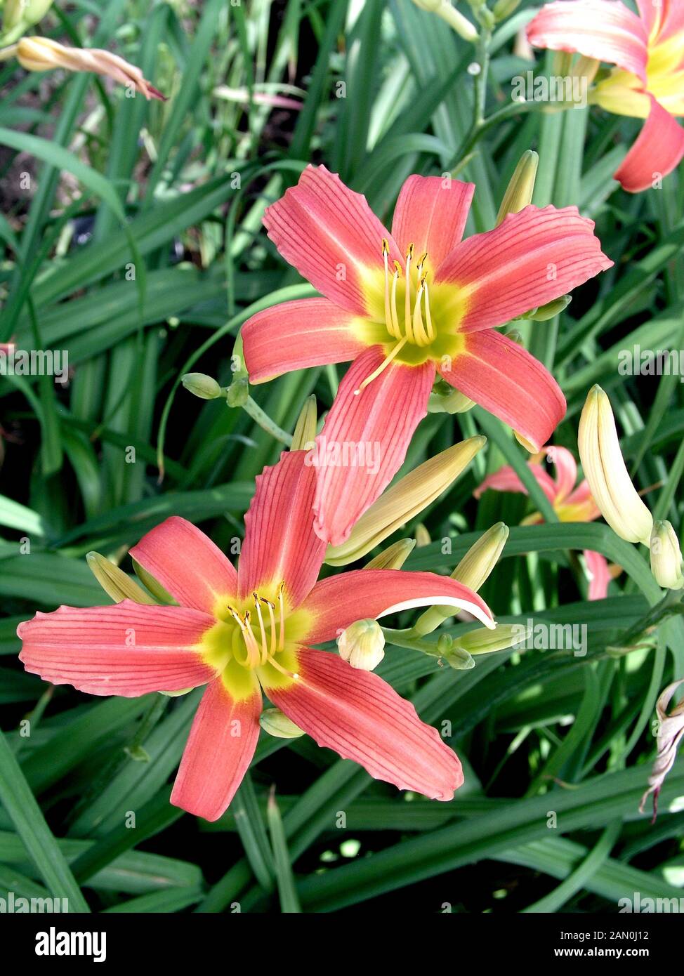 Charmaine hires stock photography and images Alamy