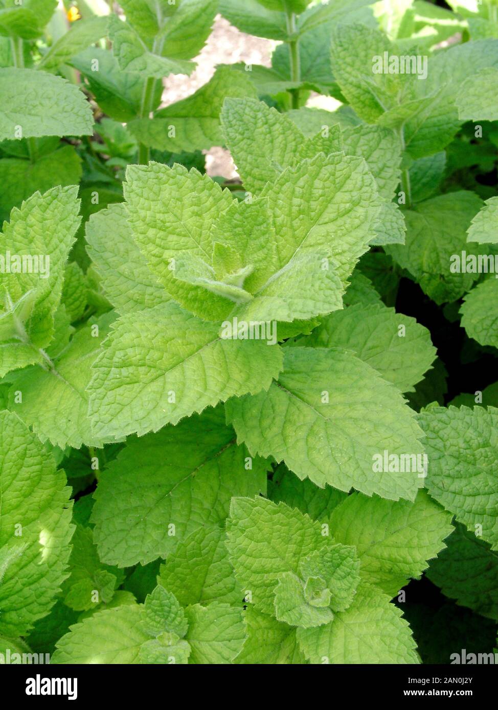 MENTHA VILLOSA APPLE MINT Stock Photo Alamy