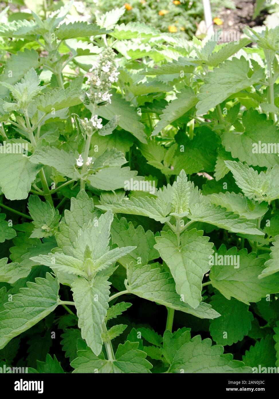 NEPETA CATARIA LEMON CATNIP Stock Photo Alamy