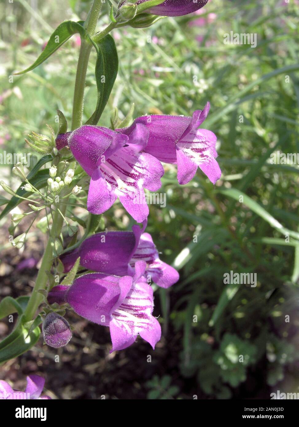 PENSTEMON MEXICALI PIKES PEAK PURPLE Stock Photo - Alamy