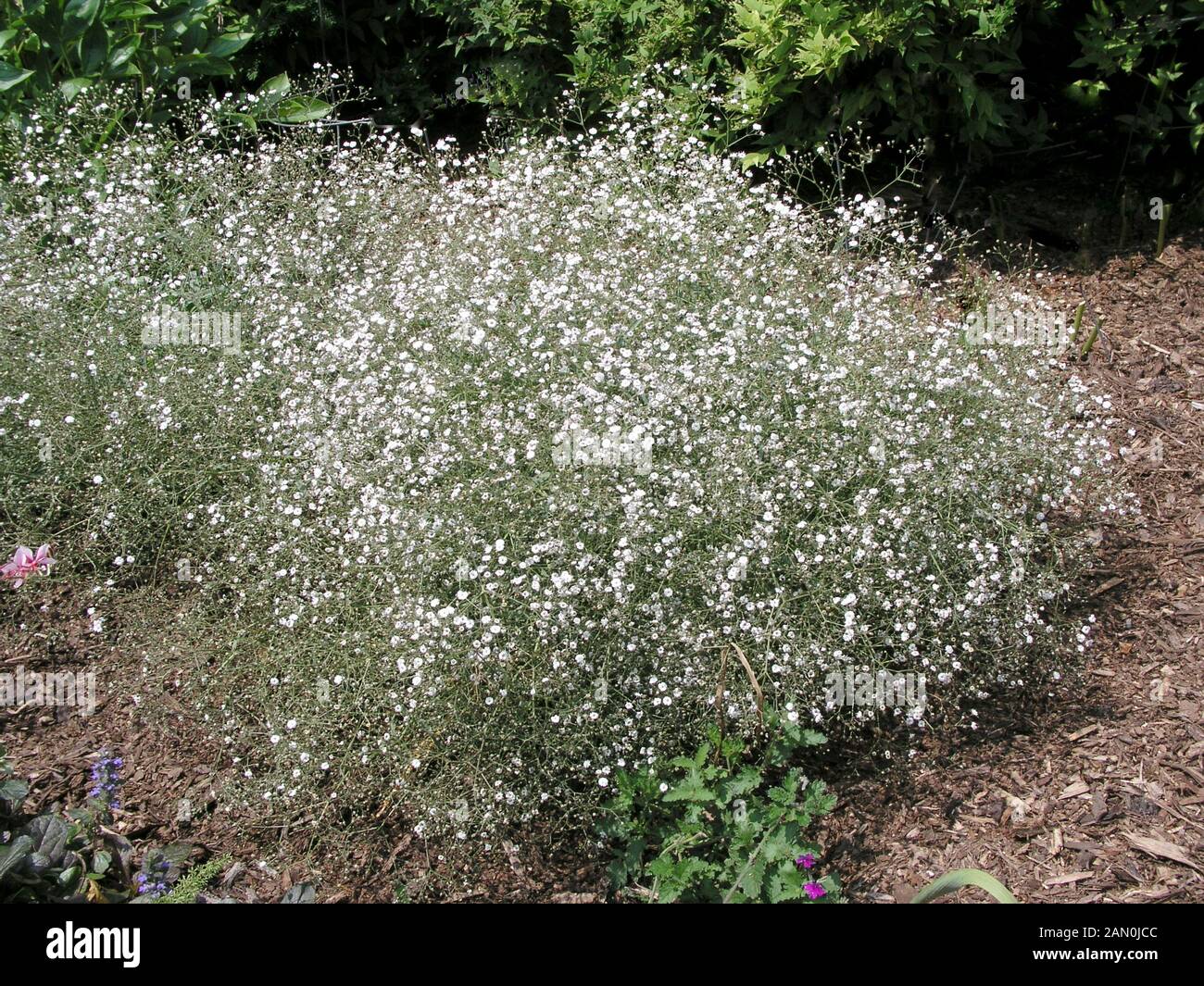 Gypsophila paniculata hires stock photography and images Alamy