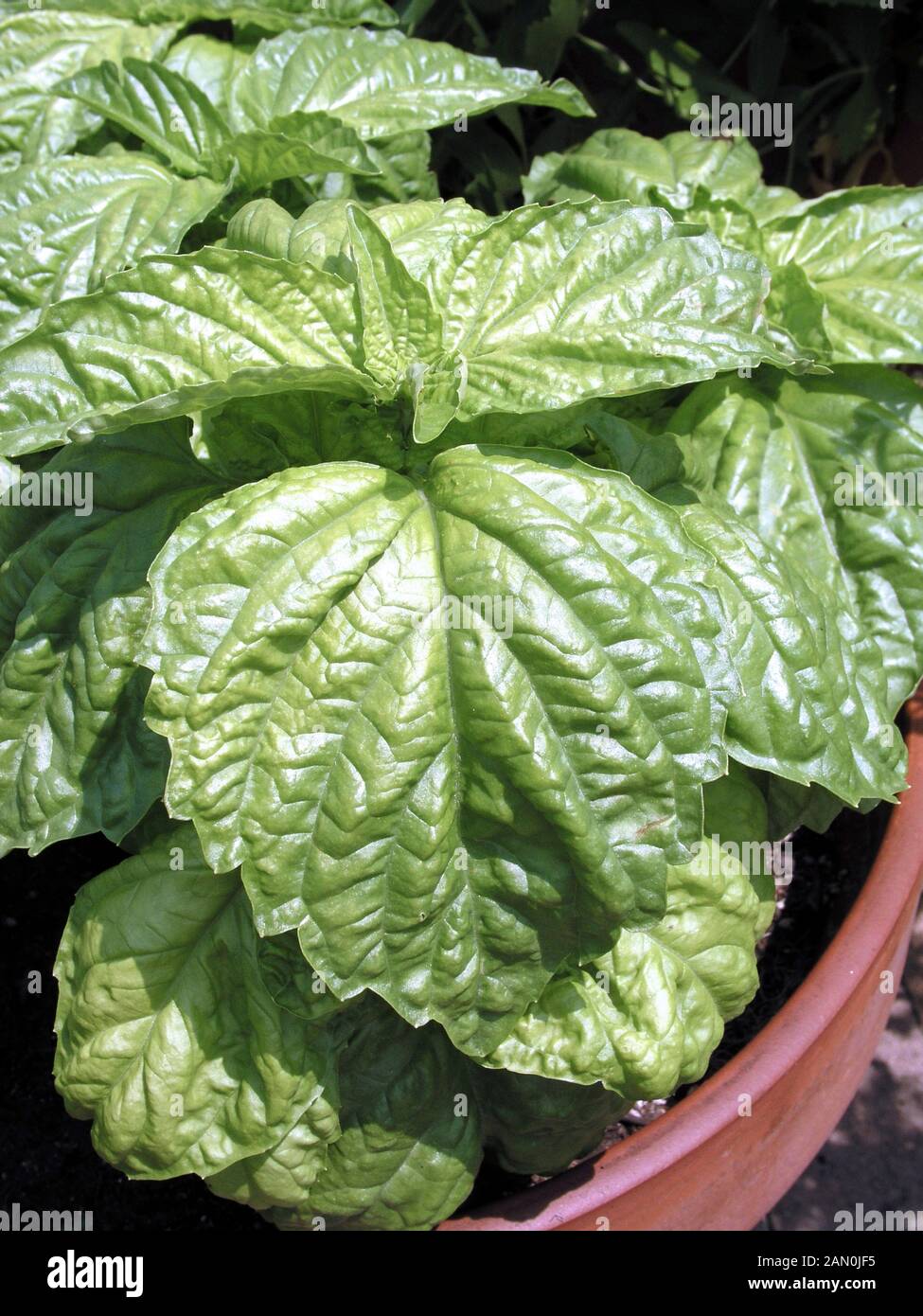 OCIMUM BASILICUM MAMMOTH BASIL Stock Photo Alamy