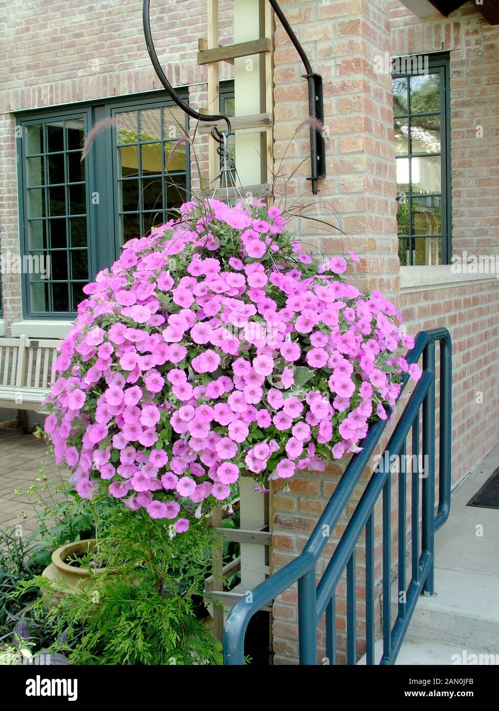 PETUNIA HANGING BASKET Stock Photo - Alamy