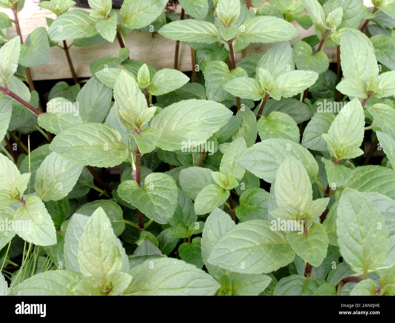 Mentha piperita flower hi-res stock photography and images - Alamy