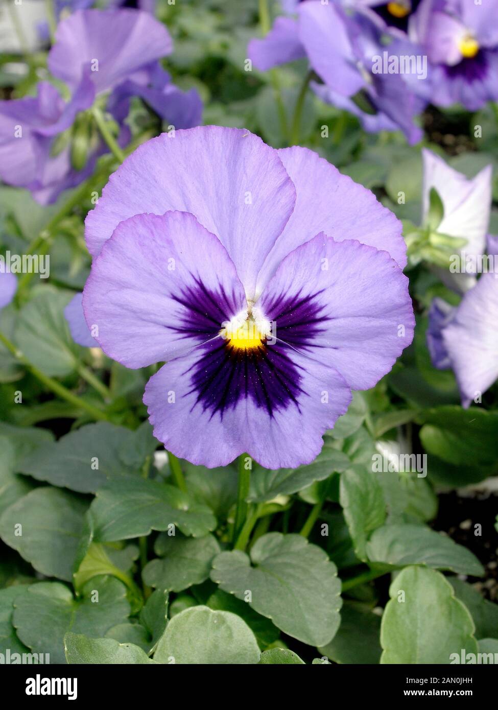 VIOLA PANOLA BLUE BLOTCH PANSY Stock Photo - Alamy