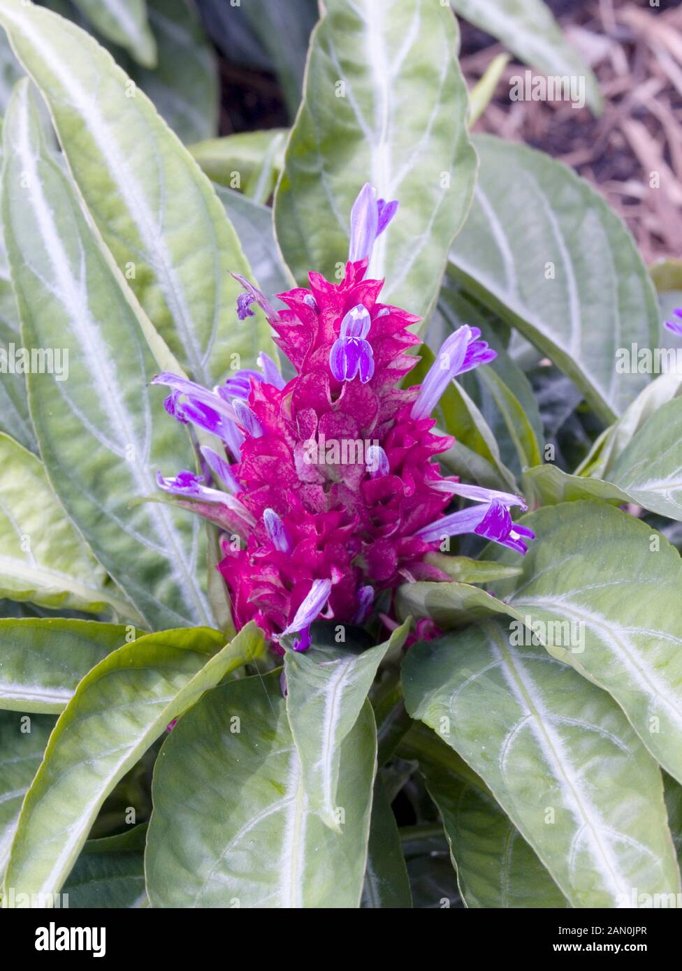 MARACAS BICOLOR FLOWERS Stock Photo Alamy