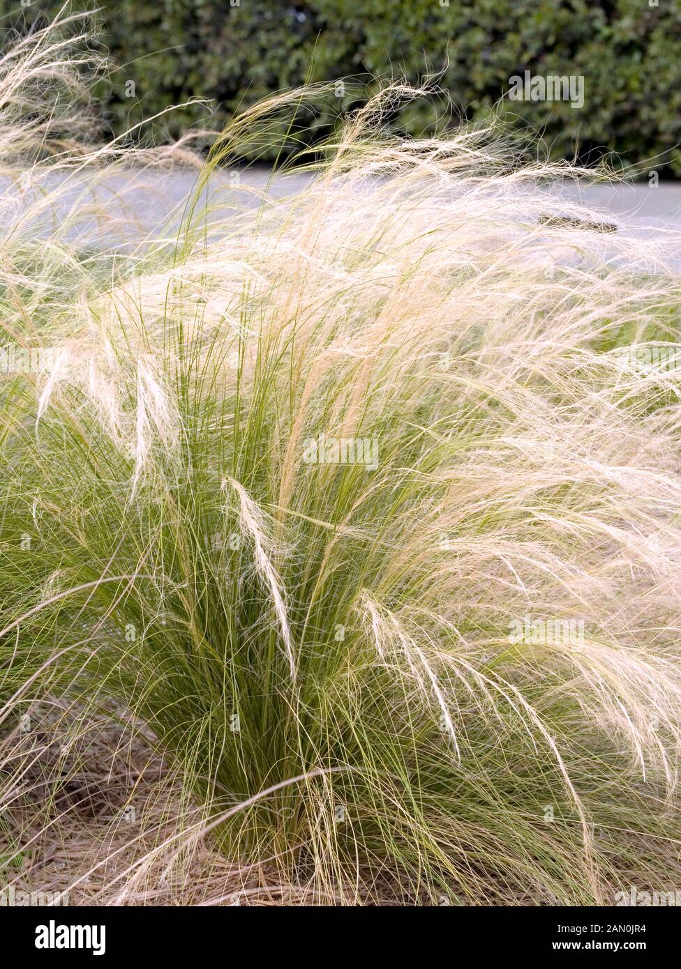 STIPA TENUISSIMA   MEXICAN FEATHER GRASS. Stock Photo