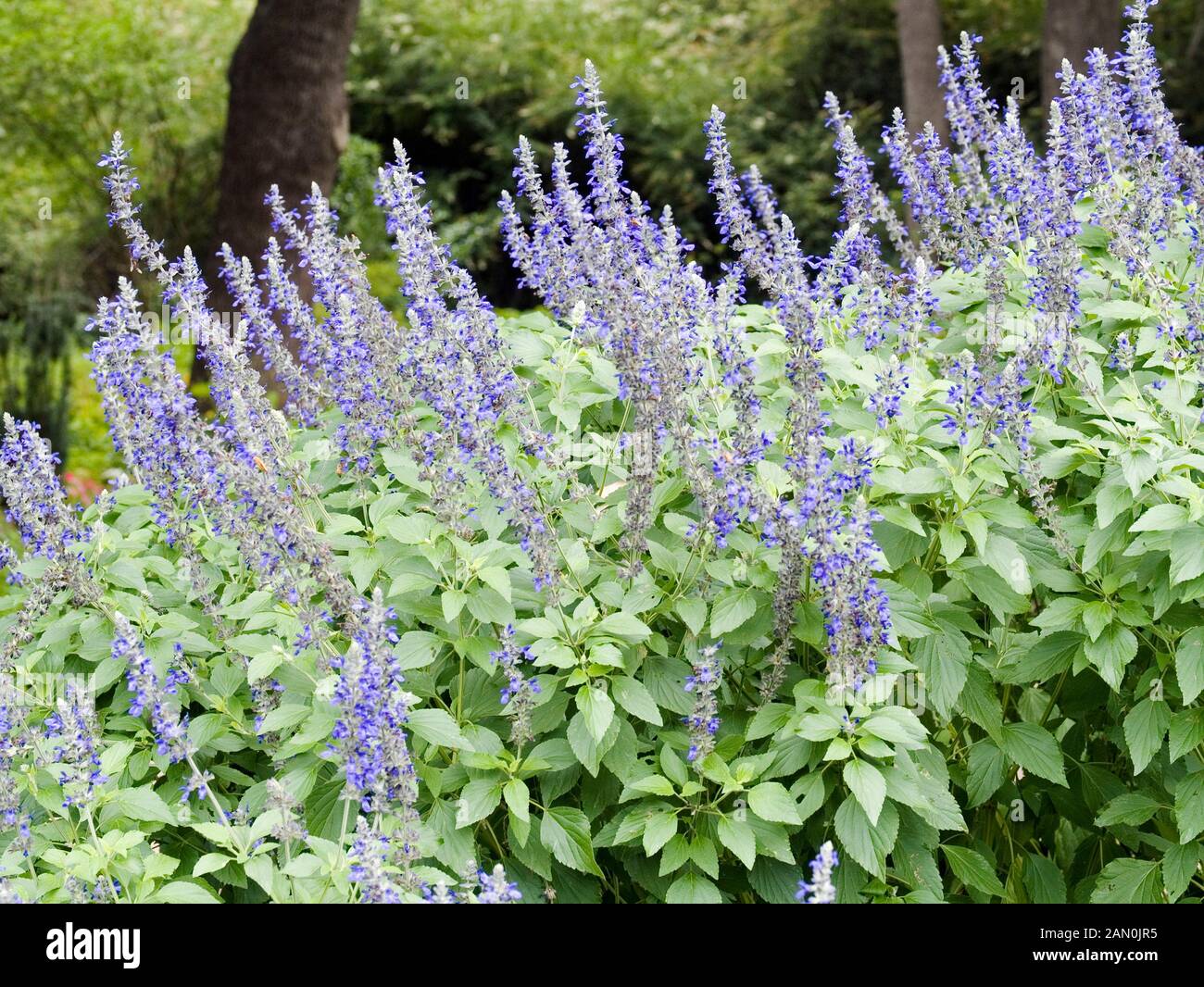 Indigo spires cheap salvia