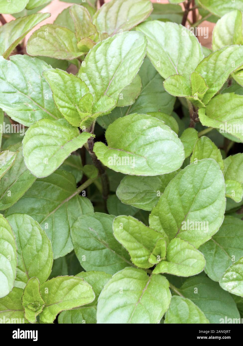 Mentha piperita flower hi-res stock photography and images - Alamy