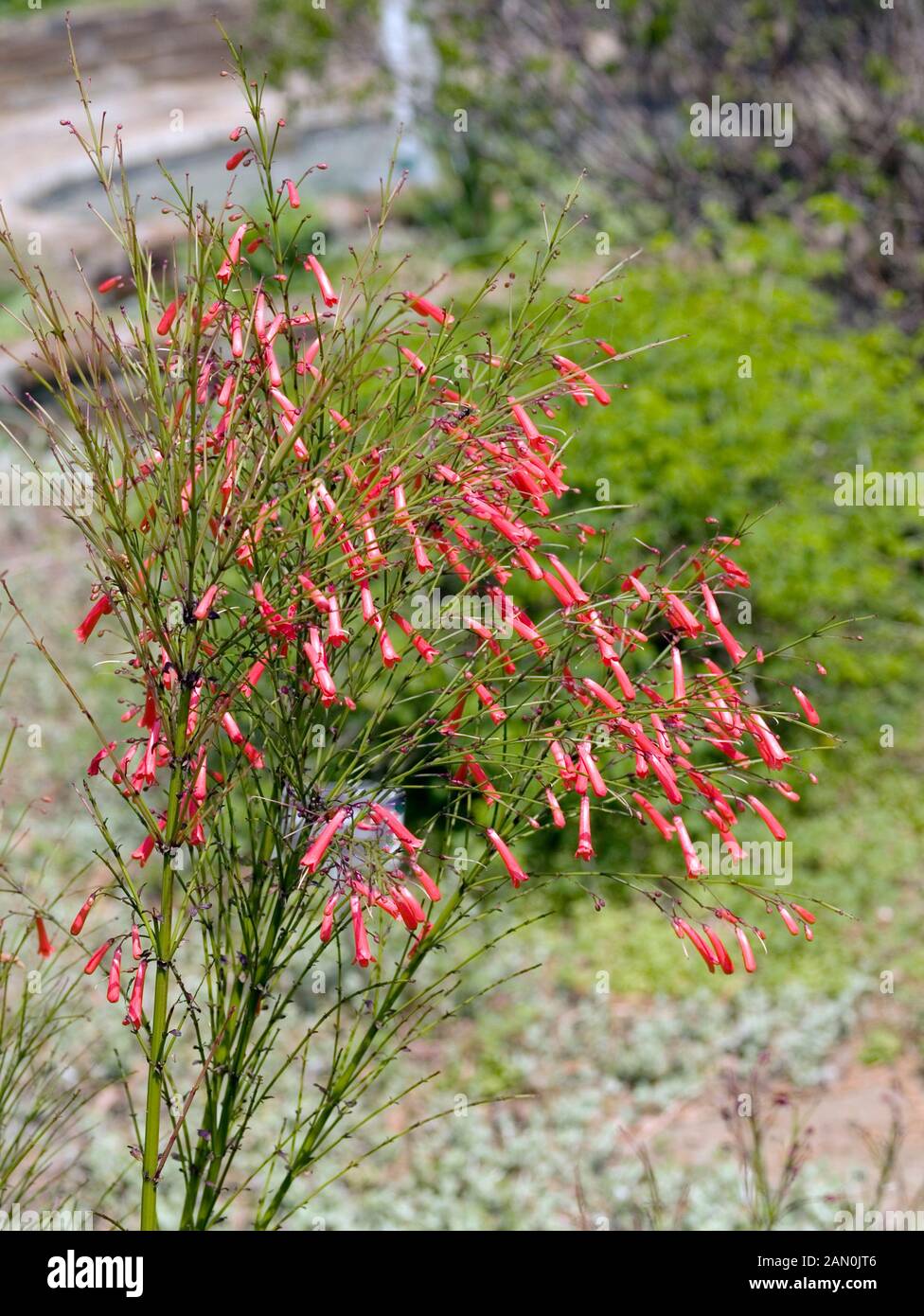 RUSSELIA EQUISETIFORMIS FIRECRACKER PLANT Stock Photo Alamy