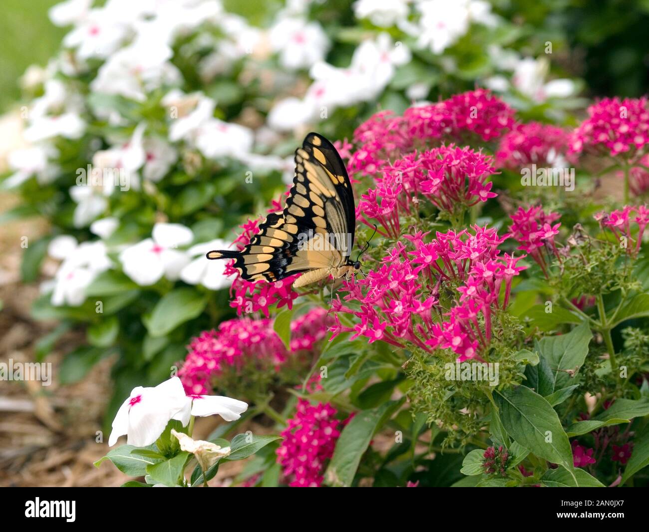 PENTAS LANCEOLATA WITH BUTTERFLY Stock Photo