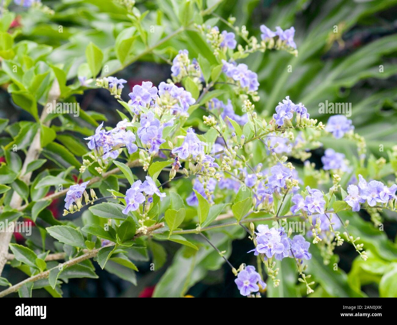 Duranta repens hi-res stock photography and images - Alamy