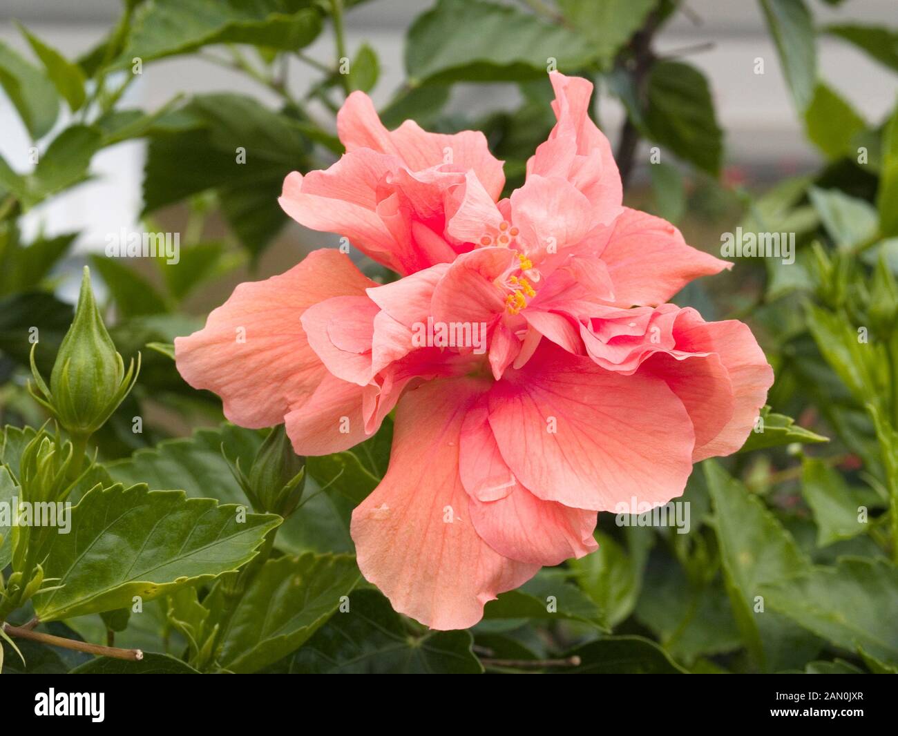 Hibiscus rosa sinensis hi-res stock photography and images - Alamy