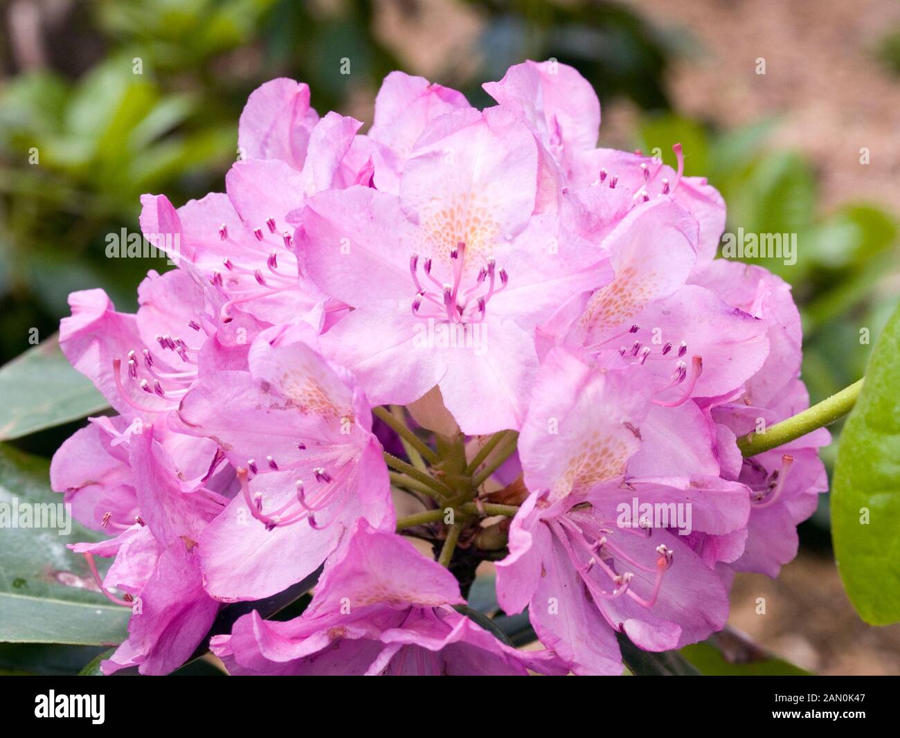 RHODODENDRON ROSEUM SUPERBUM Stock Photo