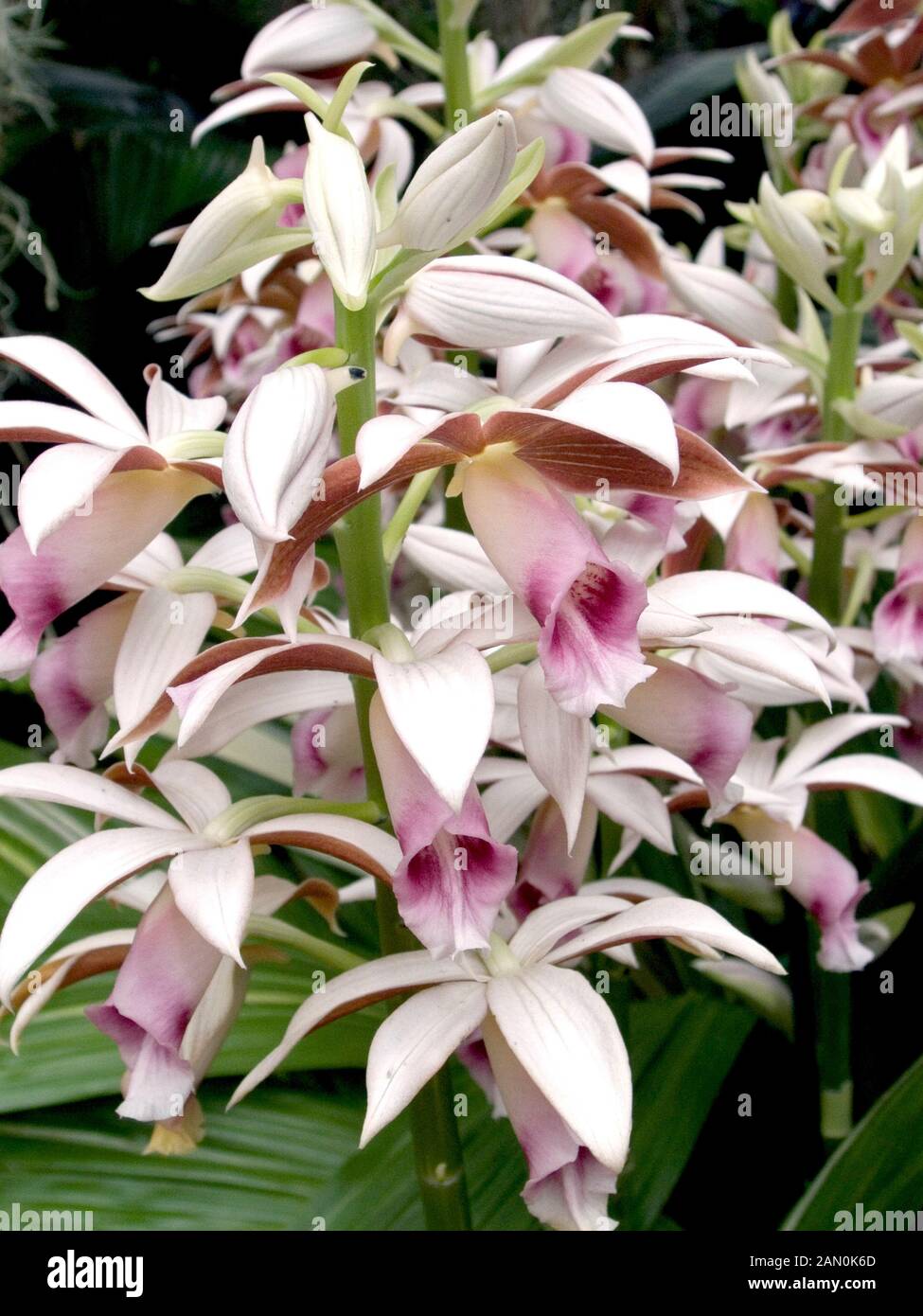 PHAIUS 'WINDY HILL' (ORCHID) Stock Photo