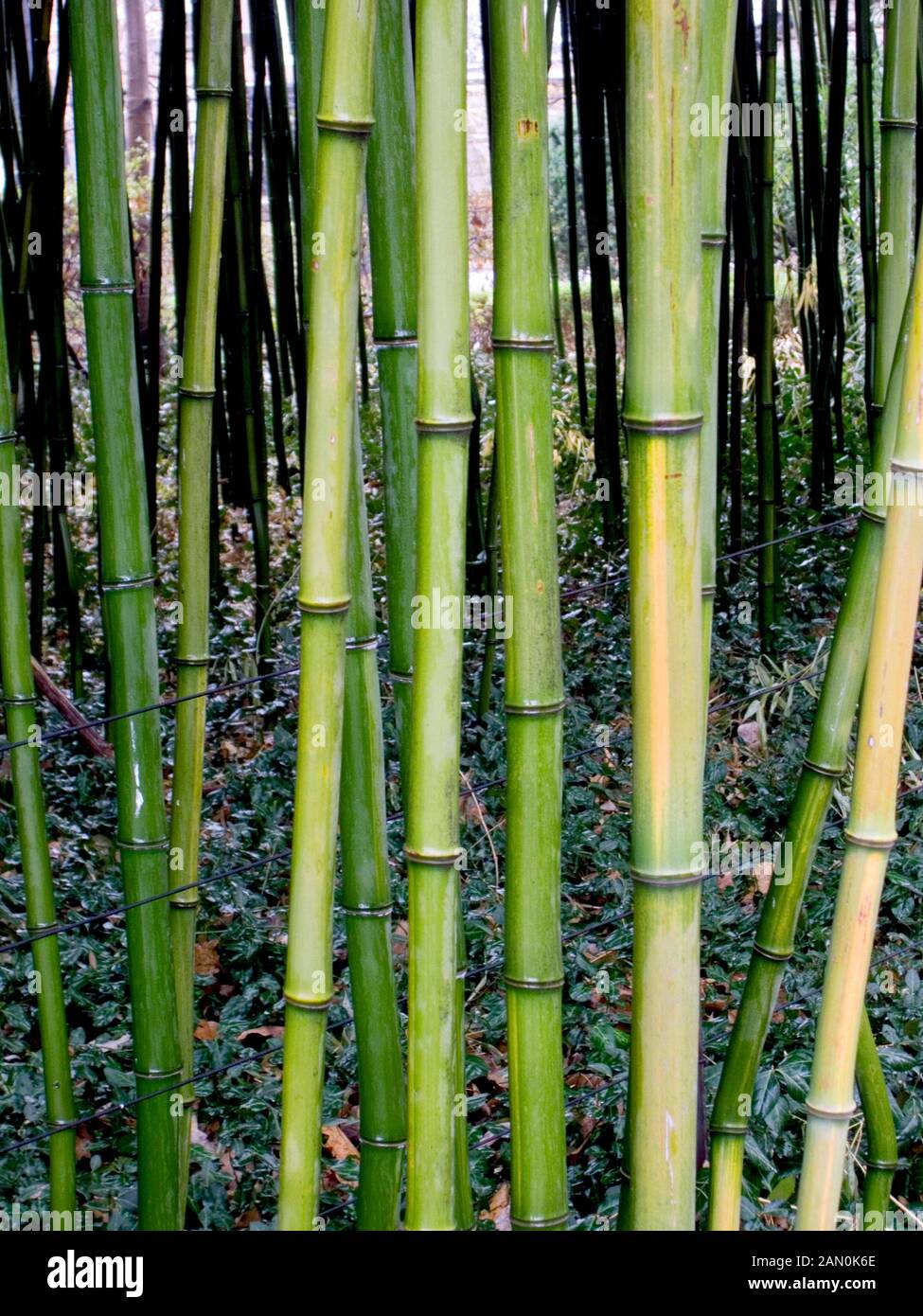 PHYLLOSTACHYS AUREOSULCATA (YELLOW GROOVE BAMBOO Stock Photo Alamy