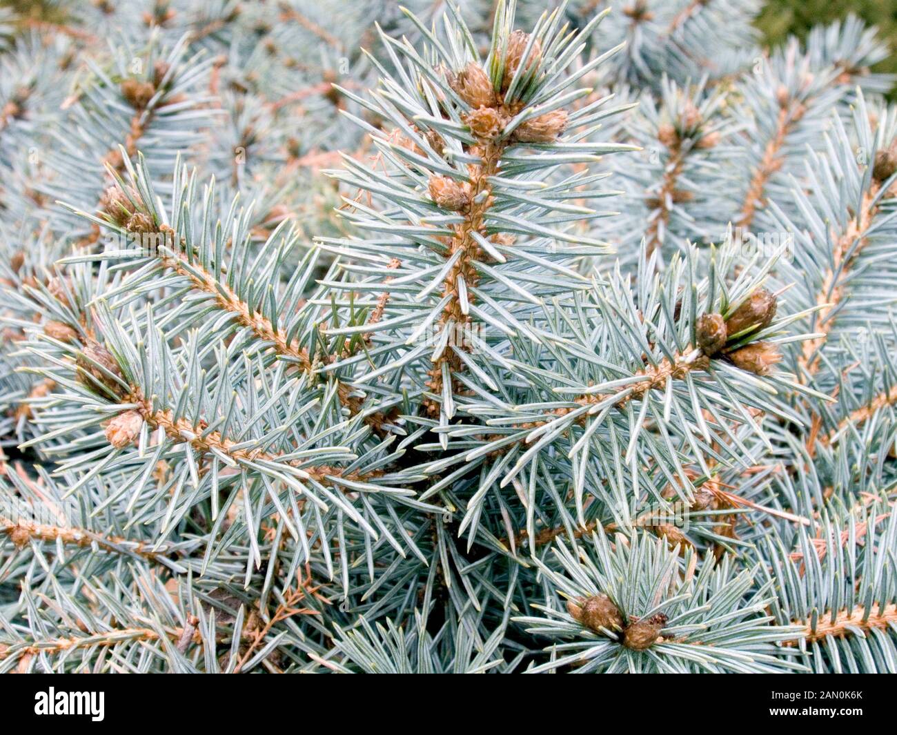 PICEA PUNGENS ''ST. MARY''S BROOM''   (COLORADO SPRUCE) Stock Photo
