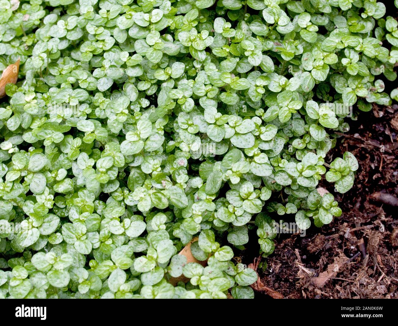 SOLEIROLIA SOLEIROLII (MIND YOUR OWN BUSINESS) SYN. HELXINE SOLEIROLII