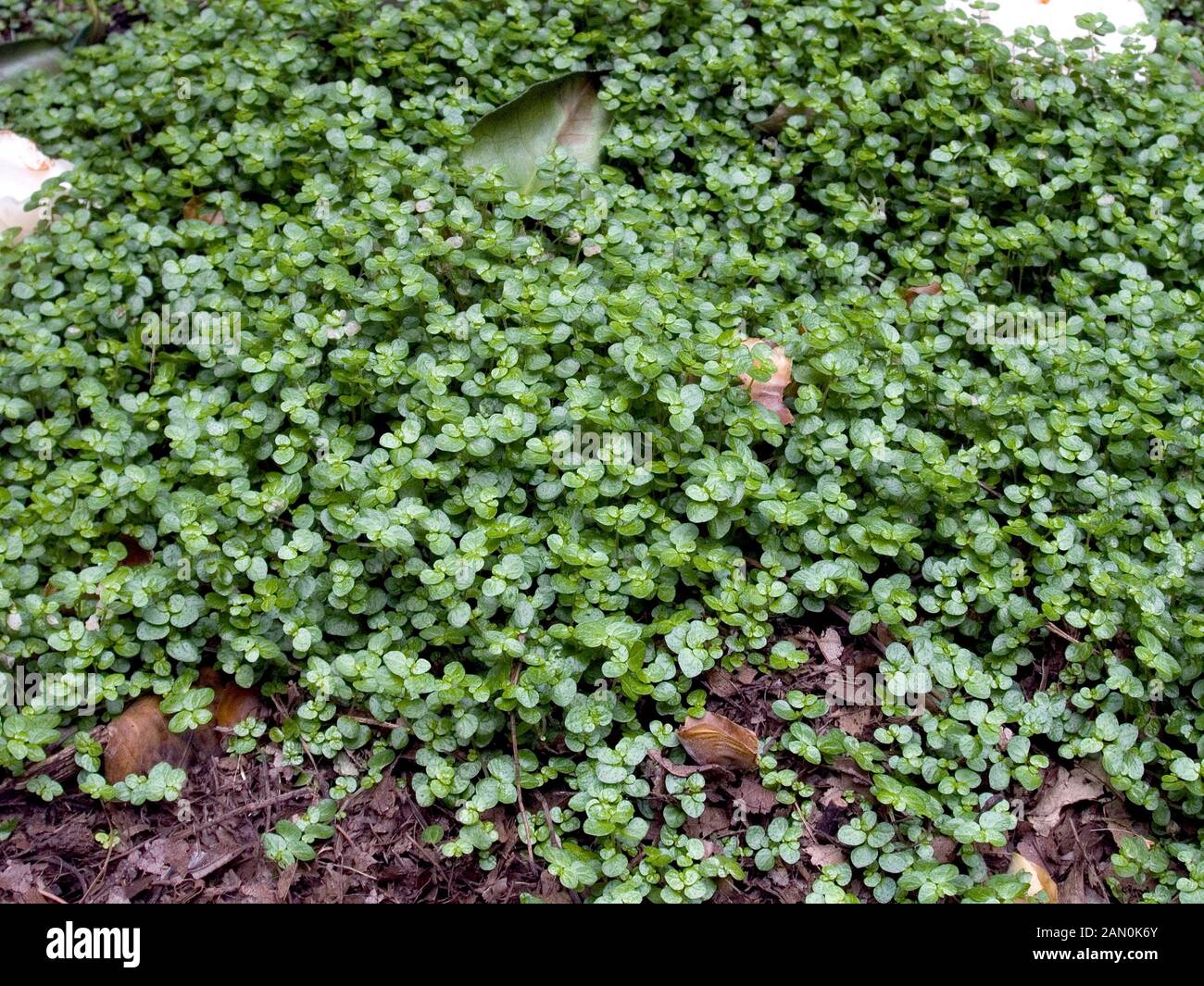 SOLEIROLIA SOLEIROLII (MIND YOUR OWN BUSINESS) SYN. HELXINE SOLEIROLII