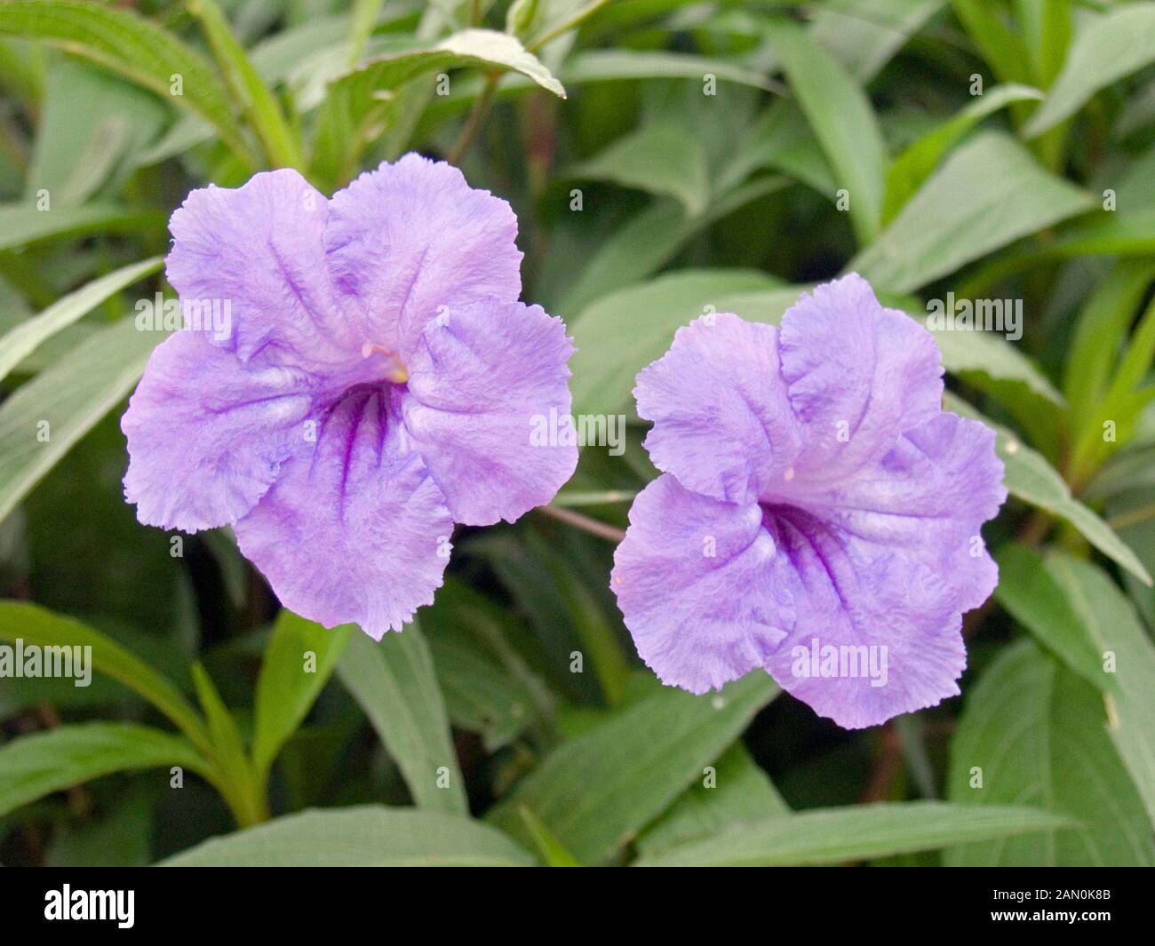 Mexican petunia hi-res stock photography and images - Alamy