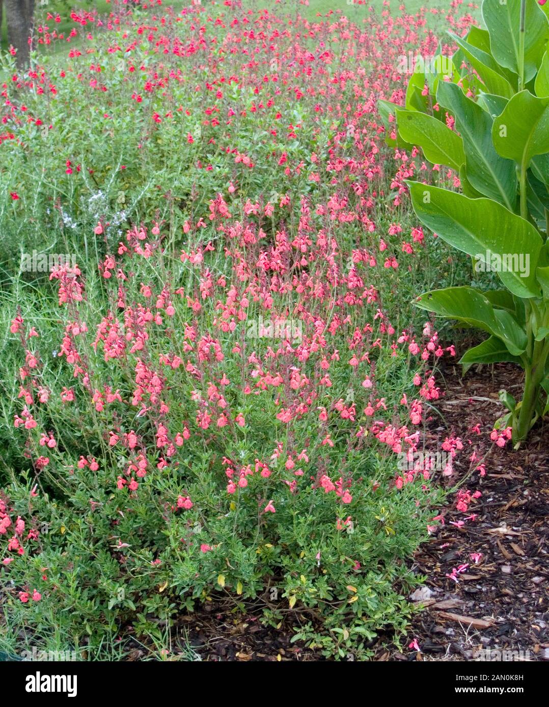 Salvia greggii pink hi-res stock photography and images - Alamy