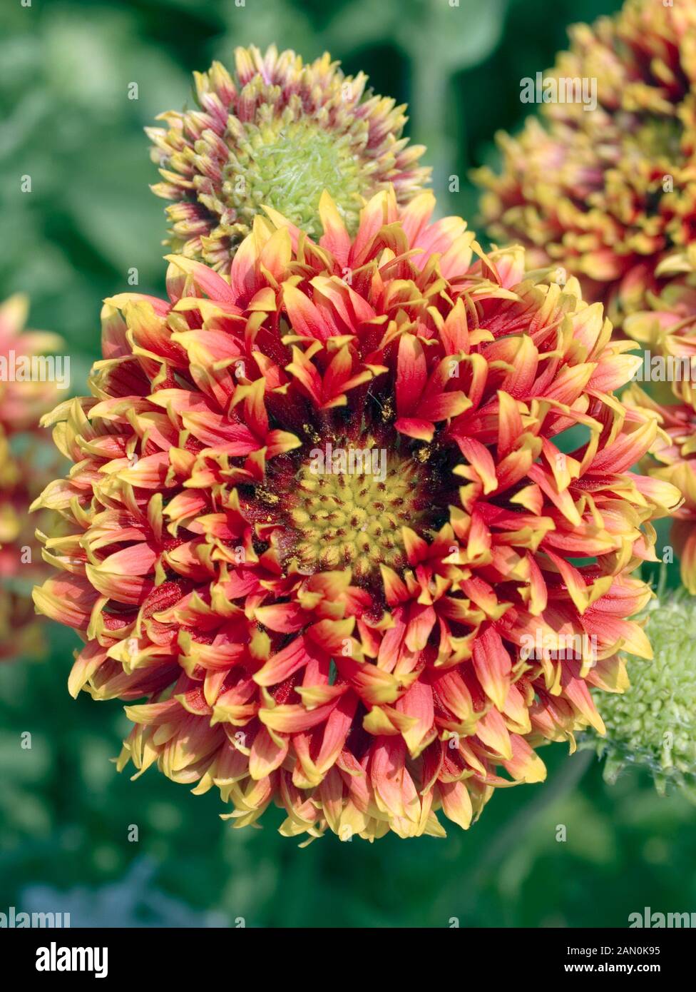 Sundance bicolor hi res stock photography and images Alamy