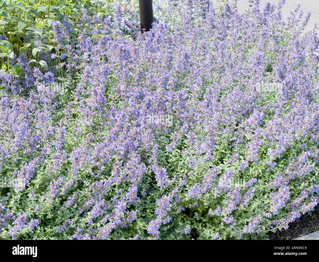 Nepeta walkers low hires stock photography and images Alamy