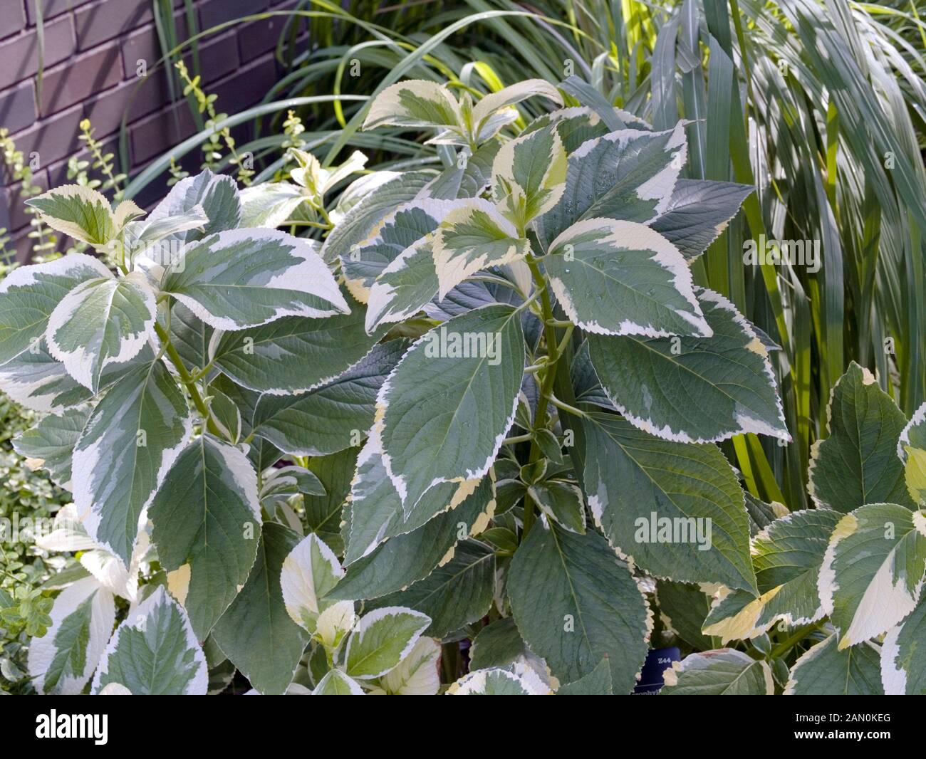 HYDRANGEA MACROPHYLLA ''LEMON WAVE'' Stock Photo Alamy