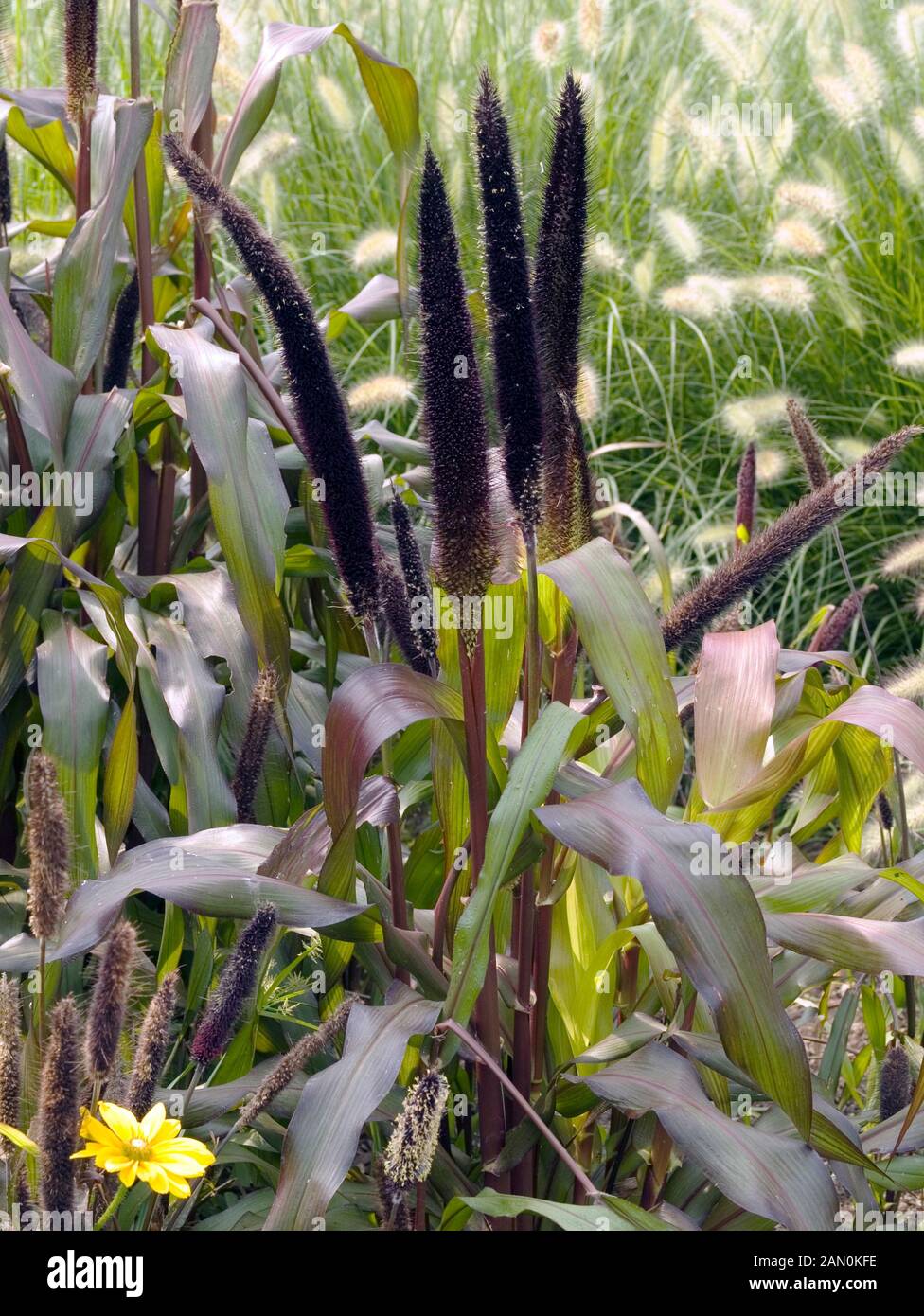 Jester Millet Pennisetum Glaucum Proven Winners | atelier-yuwa.ciao.jp