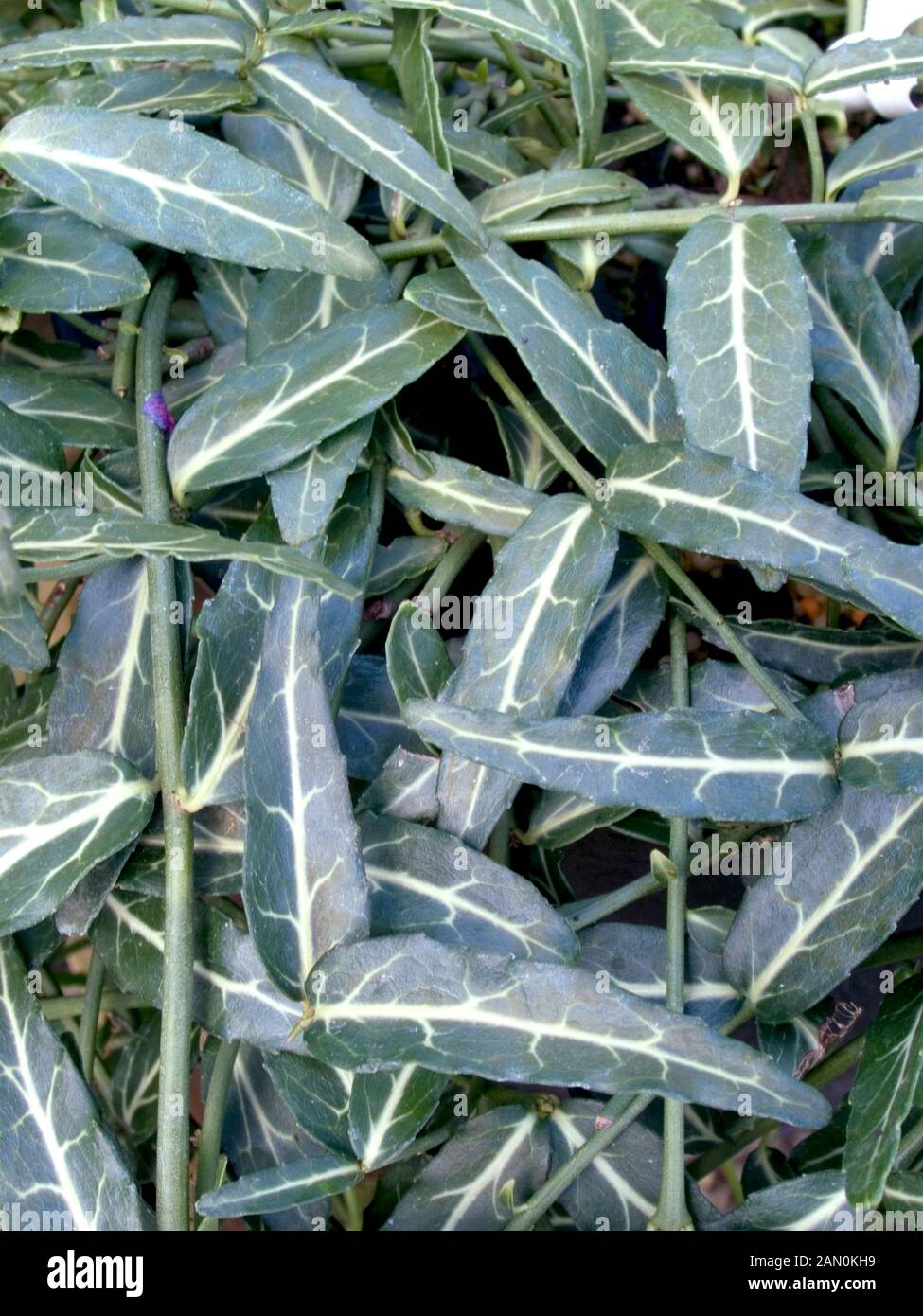 Wolong Stock Photos Wolong Stock Images Alamy