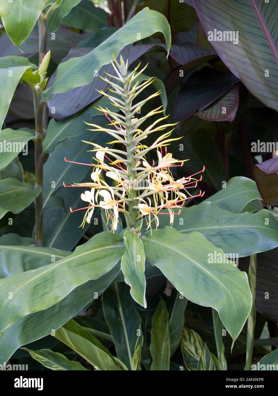 HEDYCHIUM GARDNERIANUM (KAHILI GINGER Stock Photo - Alamy