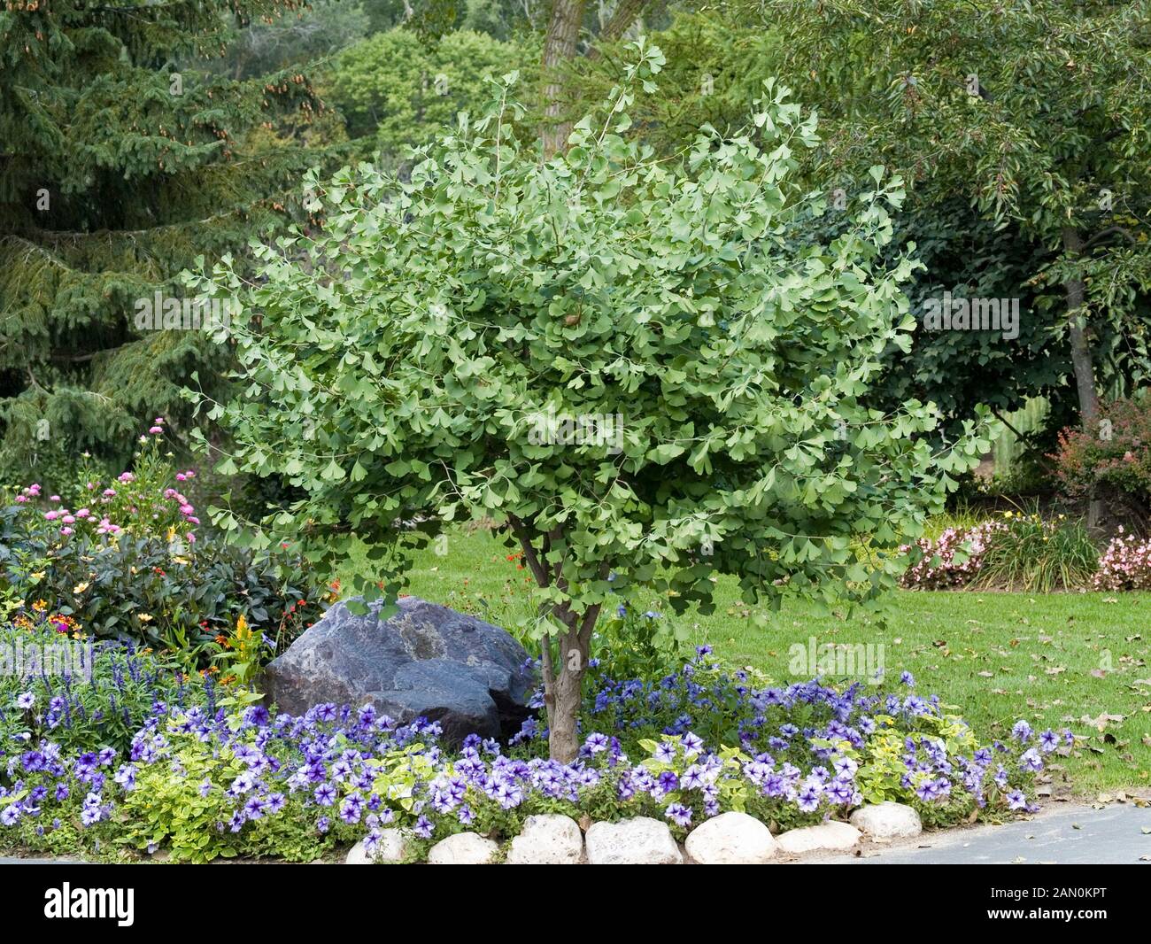 GINKGO BILOBA 'CHI CHI' Stock Photo Alamy