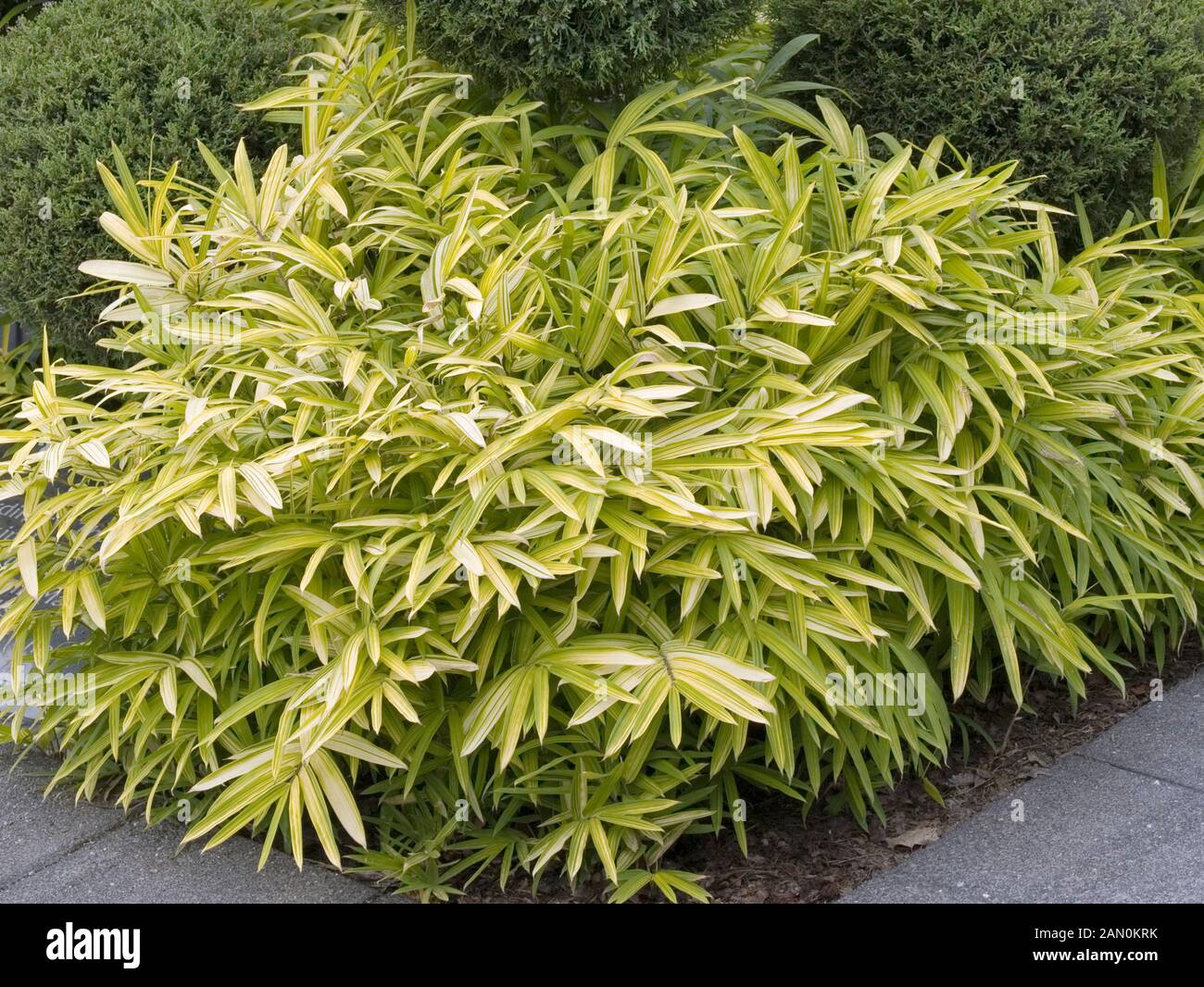 Pleioblastus auricoma hi-res stock photography and images - Alamy
