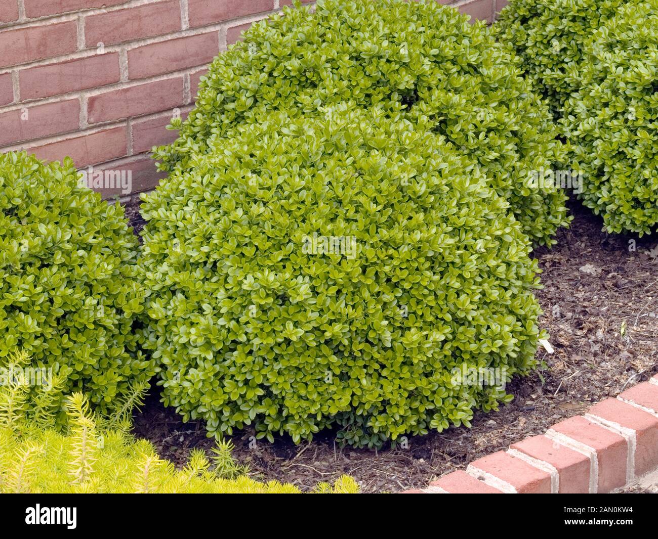 BUXUS MICROPHYLLA 'GREEN PILLOW' Stock Photo