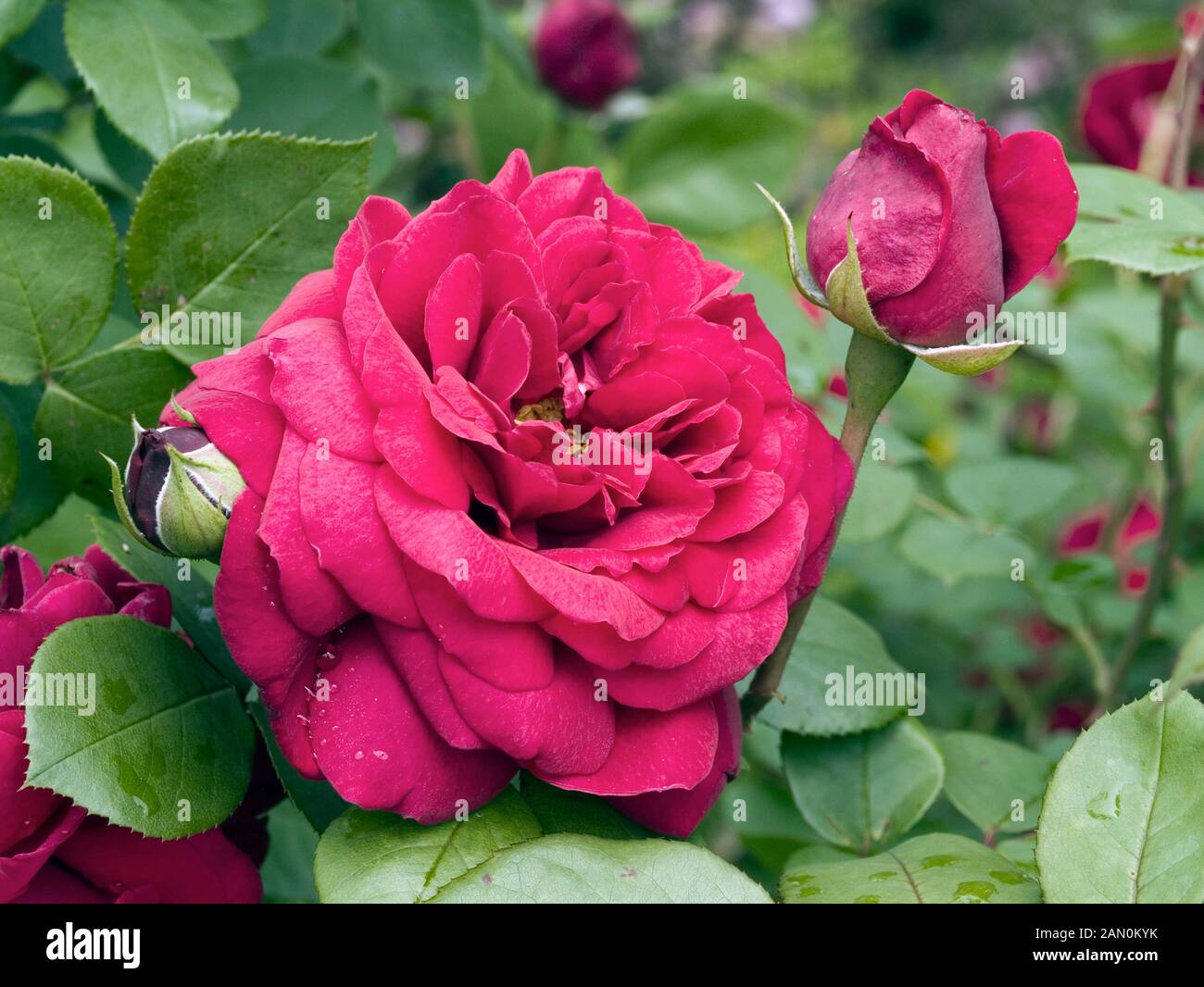 ROSA ''TESS OF THE D''URBERVILLES'' Stock Photo - Alamy